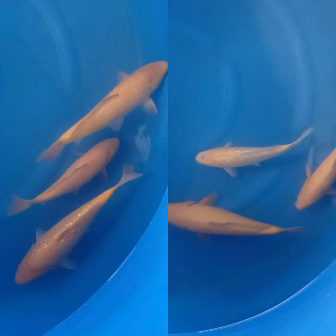 Lelang Koi Online, Jual Beli Ikan Koi, Pasar Koi Terbaik, Agen Lelang Koi, Penawaran Koi Berkualitas, Harga Jual Koi, Lelang Ikan Koi Import, Beli Koi Online, Jual Koi Murah, Koi Showroom, Penjual Koi Terpercaya, Lelang Koi Jakarta, Jual Koi Lokal, Koi Kualitas Unggul, Harga Terbaik Koi, Jual Koi Indukan, Lelang Ikan Hias Koi, Pasar Koi Indonesia, Beli Koi Berkualitas Tinggi, Koi Farm Terbesar, Jual Beli Koi Impor, Lelang Ikan Koi Kualitas Premium, Daftar Harga Koi Terbaru, Pusat Jual Beli Koi, Info Lelang Koi Hari Ini.