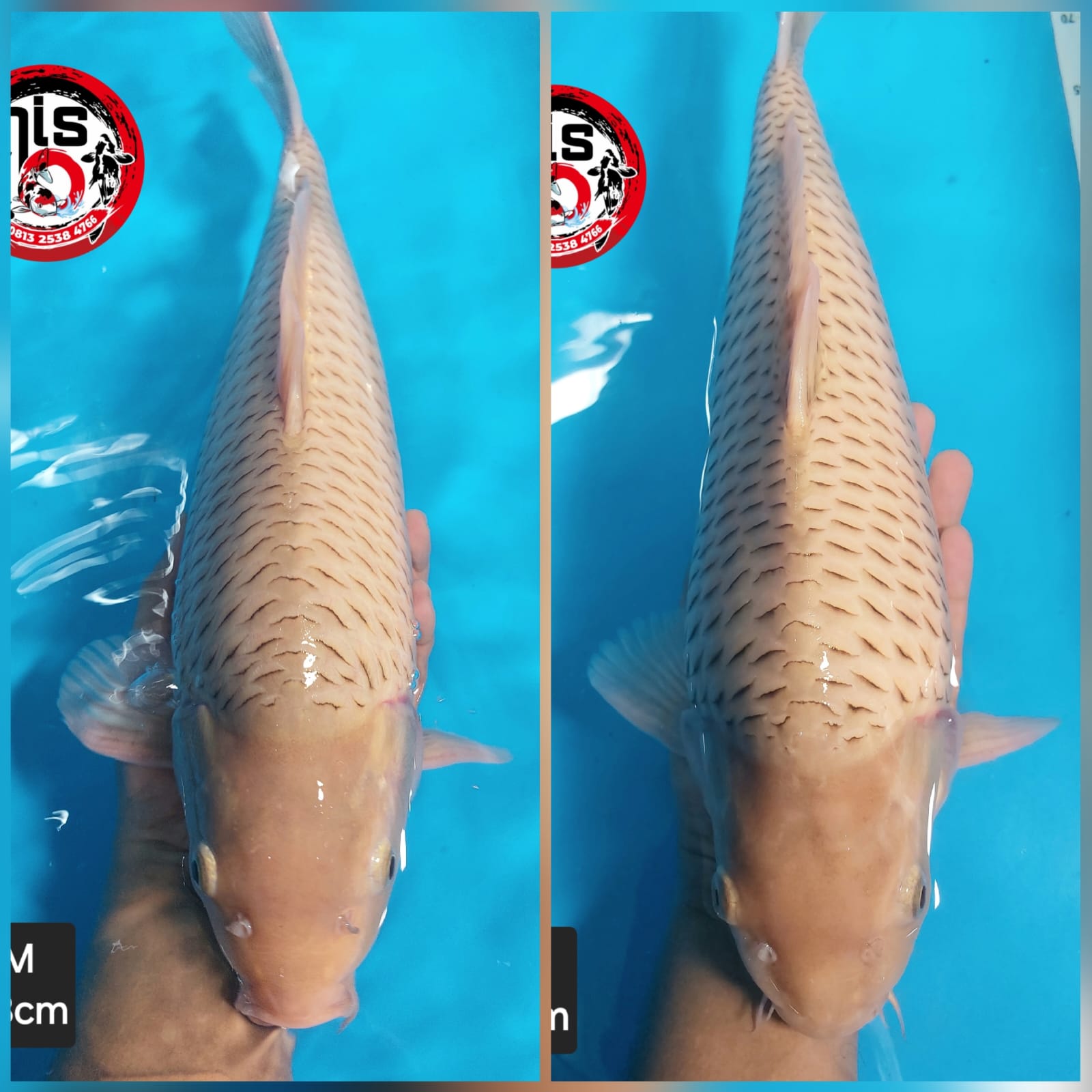 Lelang Koi Online, Jual Beli Ikan Koi, Pasar Koi Terbaik, Agen Lelang Koi, Penawaran Koi Berkualitas, Harga Jual Koi, Lelang Ikan Koi Import, Beli Koi Online, Jual Koi Murah, Koi Showroom, Penjual Koi Terpercaya, Lelang Koi Jakarta, Jual Koi Lokal, Koi Kualitas Unggul, Harga Terbaik Koi, Jual Koi Indukan, Lelang Ikan Hias Koi, Pasar Koi Indonesia, Beli Koi Berkualitas Tinggi, Koi Farm Terbesar, Jual Beli Koi Impor, Lelang Ikan Koi Kualitas Premium, Daftar Harga Koi Terbaru, Pusat Jual Beli Koi, Info Lelang Koi Hari Ini.