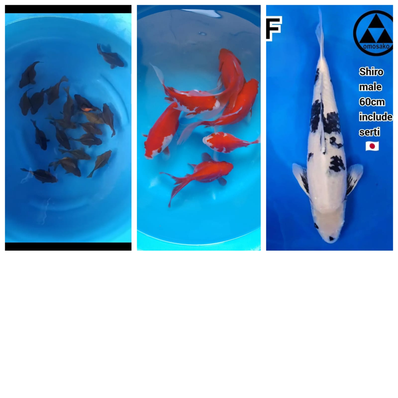 Lelang Koi Online, Jual Beli Ikan Koi, Pasar Koi Terbaik, Agen Lelang Koi, Penawaran Koi Berkualitas, Harga Jual Koi, Lelang Ikan Koi Import, Beli Koi Online, Jual Koi Murah, Koi Showroom, Penjual Koi Terpercaya, Lelang Koi Jakarta, Jual Koi Lokal, Koi Kualitas Unggul, Harga Terbaik Koi, Jual Koi Indukan, Lelang Ikan Hias Koi, Pasar Koi Indonesia, Beli Koi Berkualitas Tinggi, Koi Farm Terbesar, Jual Beli Koi Impor, Lelang Ikan Koi Kualitas Premium, Daftar Harga Koi Terbaru, Pusat Jual Beli Koi, Info Lelang Koi Hari Ini.