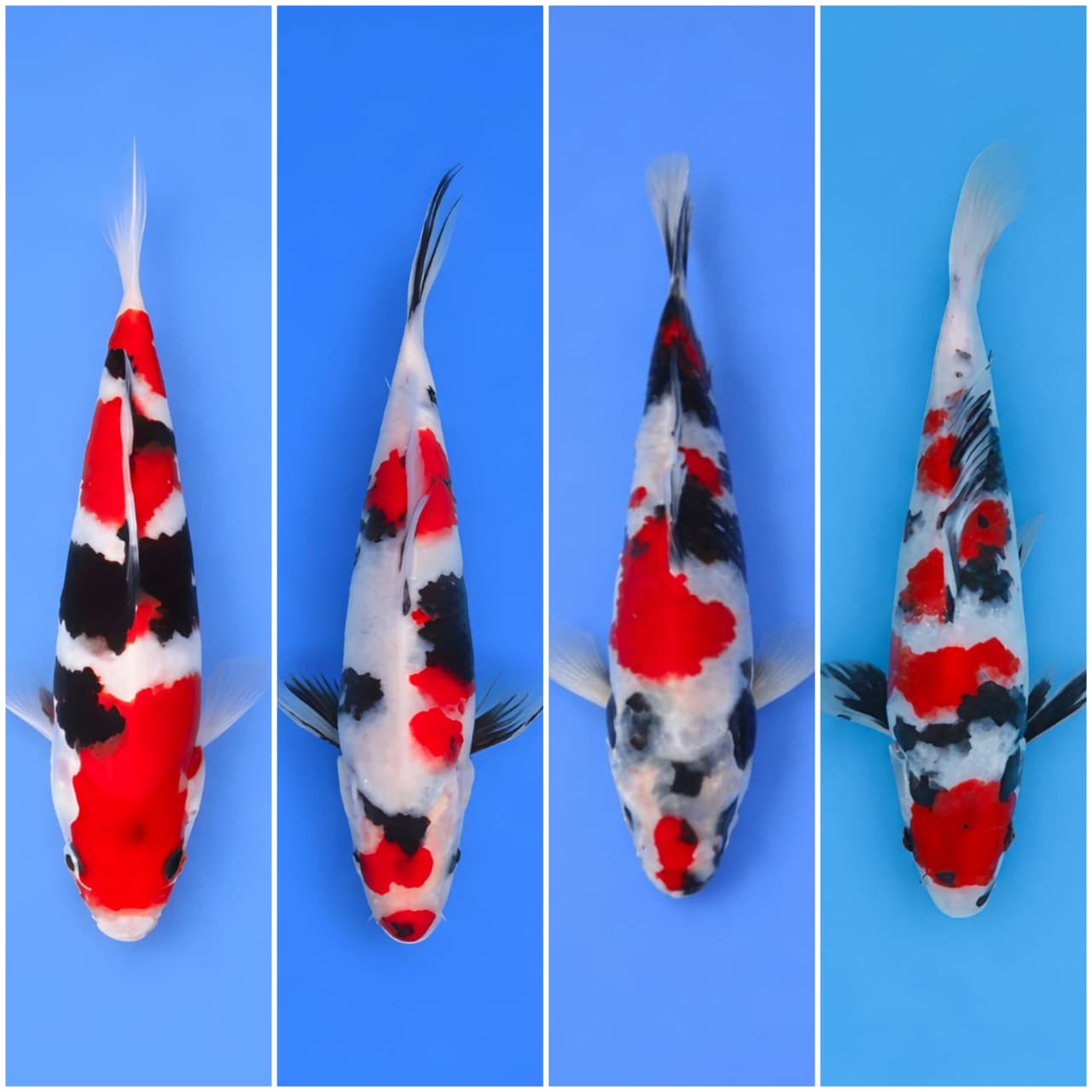 Lelang Koi Online, Jual Beli Ikan Koi, Pasar Koi Terbaik, Agen Lelang Koi, Penawaran Koi Berkualitas, Harga Jual Koi, Lelang Ikan Koi Import, Beli Koi Online, Jual Koi Murah, Koi Showroom, Penjual Koi Terpercaya, Lelang Koi Jakarta, Jual Koi Lokal, Koi Kualitas Unggul, Harga Terbaik Koi, Jual Koi Indukan, Lelang Ikan Hias Koi, Pasar Koi Indonesia, Beli Koi Berkualitas Tinggi, Koi Farm Terbesar, Jual Beli Koi Impor, Lelang Ikan Koi Kualitas Premium, Daftar Harga Koi Terbaru, Pusat Jual Beli Koi, Info Lelang Koi Hari Ini.