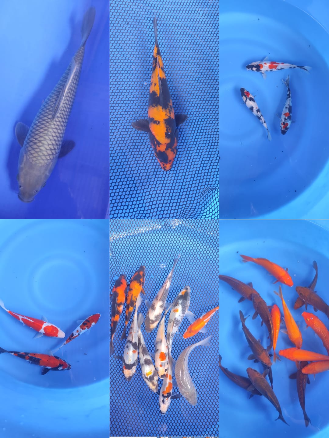 Lelang Koi Online, Jual Beli Ikan Koi, Pasar Koi Terbaik, Agen Lelang Koi, Penawaran Koi Berkualitas, Harga Jual Koi, Lelang Ikan Koi Import, Beli Koi Online, Jual Koi Murah, Koi Showroom, Penjual Koi Terpercaya, Lelang Koi Jakarta, Jual Koi Lokal, Koi Kualitas Unggul, Harga Terbaik Koi, Jual Koi Indukan, Lelang Ikan Hias Koi, Pasar Koi Indonesia, Beli Koi Berkualitas Tinggi, Koi Farm Terbesar, Jual Beli Koi Impor, Lelang Ikan Koi Kualitas Premium, Daftar Harga Koi Terbaru, Pusat Jual Beli Koi, Info Lelang Koi Hari Ini.