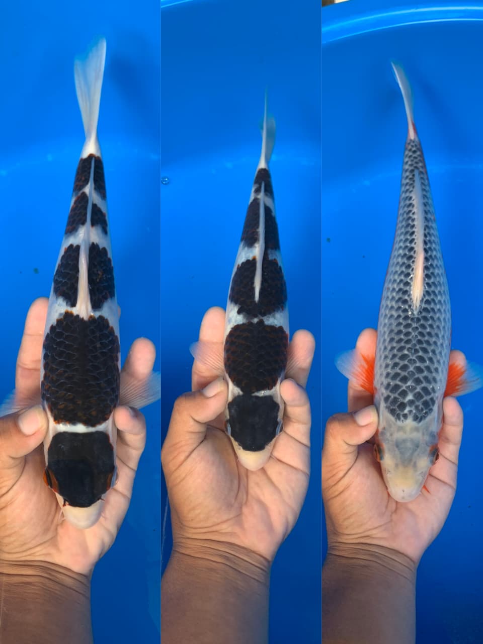 Lelang Koi Online, Jual Beli Ikan Koi, Pasar Koi Terbaik, Agen Lelang Koi, Penawaran Koi Berkualitas, Harga Jual Koi, Lelang Ikan Koi Import, Beli Koi Online, Jual Koi Murah, Koi Showroom, Penjual Koi Terpercaya, Lelang Koi Jakarta, Jual Koi Lokal, Koi Kualitas Unggul, Harga Terbaik Koi, Jual Koi Indukan, Lelang Ikan Hias Koi, Pasar Koi Indonesia, Beli Koi Berkualitas Tinggi, Koi Farm Terbesar, Jual Beli Koi Impor, Lelang Ikan Koi Kualitas Premium, Daftar Harga Koi Terbaru, Pusat Jual Beli Koi, Info Lelang Koi Hari Ini.