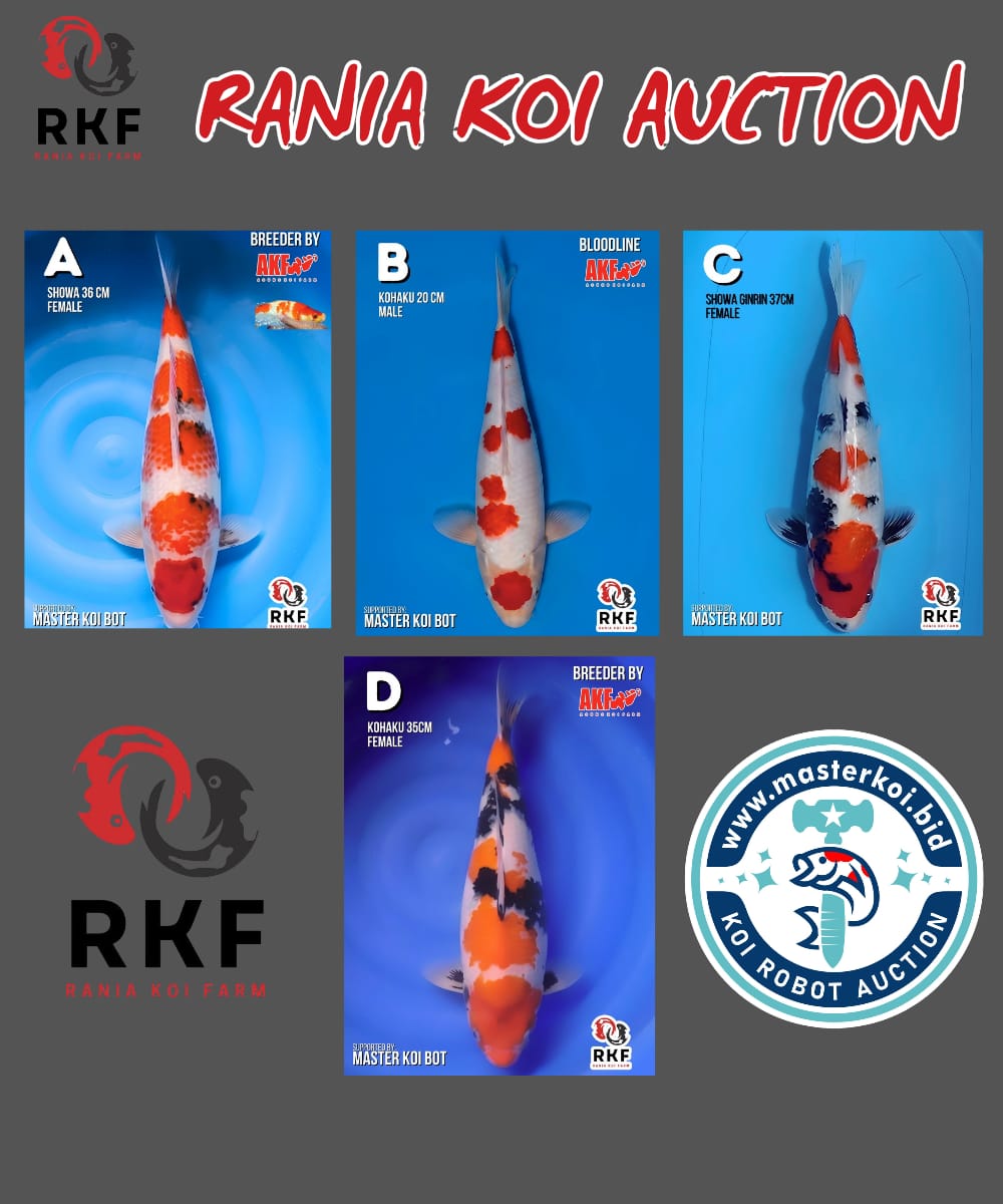 Lelang Koi Online, Jual Beli Ikan Koi, Pasar Koi Terbaik, Agen Lelang Koi, Penawaran Koi Berkualitas, Harga Jual Koi, Lelang Ikan Koi Import, Beli Koi Online, Jual Koi Murah, Koi Showroom, Penjual Koi Terpercaya, Lelang Koi Jakarta, Jual Koi Lokal, Koi Kualitas Unggul, Harga Terbaik Koi, Jual Koi Indukan, Lelang Ikan Hias Koi, Pasar Koi Indonesia, Beli Koi Berkualitas Tinggi, Koi Farm Terbesar, Jual Beli Koi Impor, Lelang Ikan Koi Kualitas Premium, Daftar Harga Koi Terbaru, Pusat Jual Beli Koi, Info Lelang Koi Hari Ini.