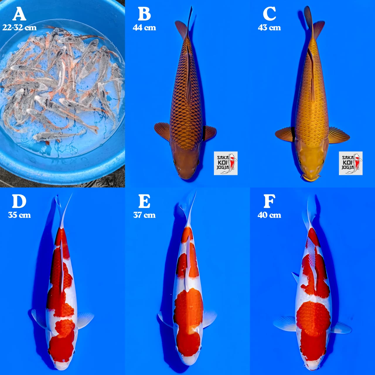 Lelang Koi Online, Jual Beli Ikan Koi, Pasar Koi Terbaik, Agen Lelang Koi, Penawaran Koi Berkualitas, Harga Jual Koi, Lelang Ikan Koi Import, Beli Koi Online, Jual Koi Murah, Koi Showroom, Penjual Koi Terpercaya, Lelang Koi Jakarta, Jual Koi Lokal, Koi Kualitas Unggul, Harga Terbaik Koi, Jual Koi Indukan, Lelang Ikan Hias Koi, Pasar Koi Indonesia, Beli Koi Berkualitas Tinggi, Koi Farm Terbesar, Jual Beli Koi Impor, Lelang Ikan Koi Kualitas Premium, Daftar Harga Koi Terbaru, Pusat Jual Beli Koi, Info Lelang Koi Hari Ini.