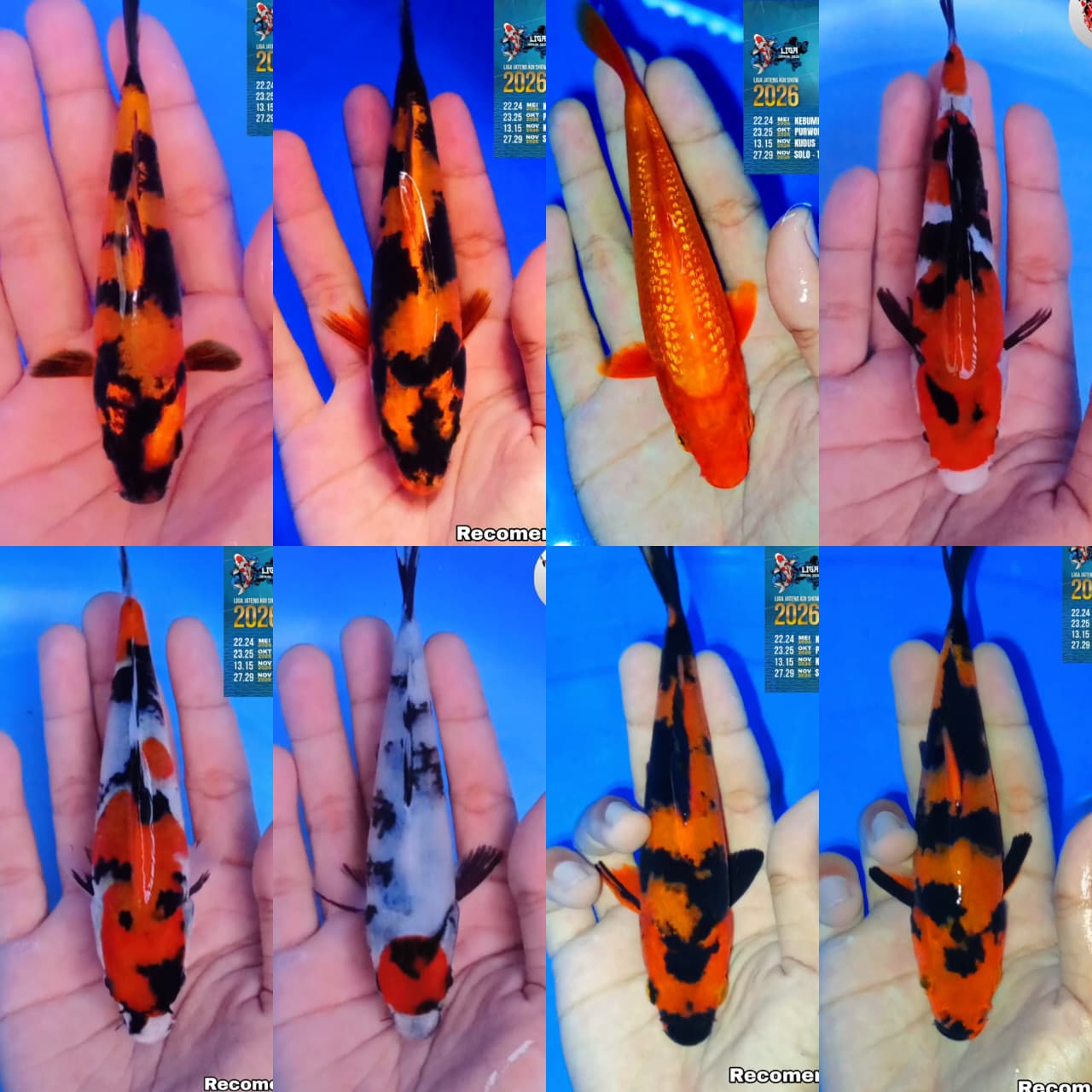 Lelang Koi Online, Jual Beli Ikan Koi, Pasar Koi Terbaik, Agen Lelang Koi, Penawaran Koi Berkualitas, Harga Jual Koi, Lelang Ikan Koi Import, Beli Koi Online, Jual Koi Murah, Koi Showroom, Penjual Koi Terpercaya, Lelang Koi Jakarta, Jual Koi Lokal, Koi Kualitas Unggul, Harga Terbaik Koi, Jual Koi Indukan, Lelang Ikan Hias Koi, Pasar Koi Indonesia, Beli Koi Berkualitas Tinggi, Koi Farm Terbesar, Jual Beli Koi Impor, Lelang Ikan Koi Kualitas Premium, Daftar Harga Koi Terbaru, Pusat Jual Beli Koi, Info Lelang Koi Hari Ini.