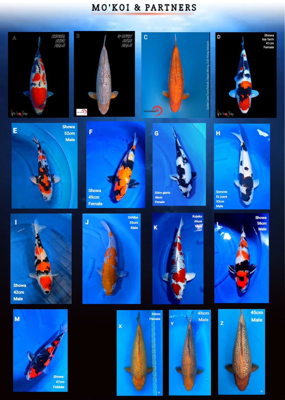 Lelang Koi Online, Jual Beli Ikan Koi, Pasar Koi Terbaik, Agen Lelang Koi, Penawaran Koi Berkualitas, Harga Jual Koi, Lelang Ikan Koi Import, Beli Koi Online, Jual Koi Murah, Koi Showroom, Penjual Koi Terpercaya, Lelang Koi Jakarta, Jual Koi Lokal, Koi Kualitas Unggul, Harga Terbaik Koi, Jual Koi Indukan, Lelang Ikan Hias Koi, Pasar Koi Indonesia, Beli Koi Berkualitas Tinggi, Koi Farm Terbesar, Jual Beli Koi Impor, Lelang Ikan Koi Kualitas Premium, Daftar Harga Koi Terbaru, Pusat Jual Beli Koi, Info Lelang Koi Hari Ini.