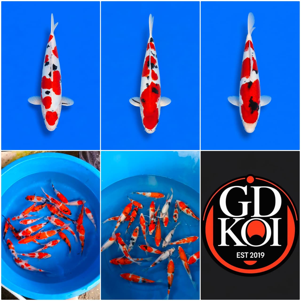 Lelang Koi Online, Jual Beli Ikan Koi, Pasar Koi Terbaik, Agen Lelang Koi, Penawaran Koi Berkualitas, Harga Jual Koi, Lelang Ikan Koi Import, Beli Koi Online, Jual Koi Murah, Koi Showroom, Penjual Koi Terpercaya, Lelang Koi Jakarta, Jual Koi Lokal, Koi Kualitas Unggul, Harga Terbaik Koi, Jual Koi Indukan, Lelang Ikan Hias Koi, Pasar Koi Indonesia, Beli Koi Berkualitas Tinggi, Koi Farm Terbesar, Jual Beli Koi Impor, Lelang Ikan Koi Kualitas Premium, Daftar Harga Koi Terbaru, Pusat Jual Beli Koi, Info Lelang Koi Hari Ini.