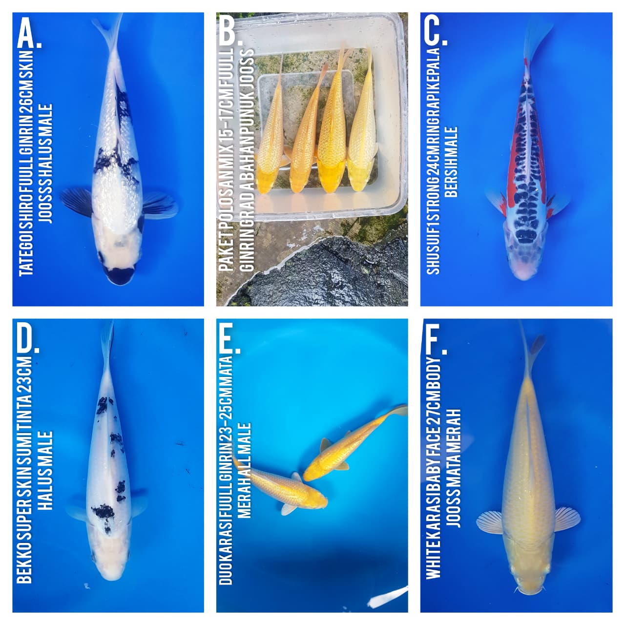 Lelang Koi Online, Jual Beli Ikan Koi, Pasar Koi Terbaik, Agen Lelang Koi, Penawaran Koi Berkualitas, Harga Jual Koi, Lelang Ikan Koi Import, Beli Koi Online, Jual Koi Murah, Koi Showroom, Penjual Koi Terpercaya, Lelang Koi Jakarta, Jual Koi Lokal, Koi Kualitas Unggul, Harga Terbaik Koi, Jual Koi Indukan, Lelang Ikan Hias Koi, Pasar Koi Indonesia, Beli Koi Berkualitas Tinggi, Koi Farm Terbesar, Jual Beli Koi Impor, Lelang Ikan Koi Kualitas Premium, Daftar Harga Koi Terbaru, Pusat Jual Beli Koi, Info Lelang Koi Hari Ini.