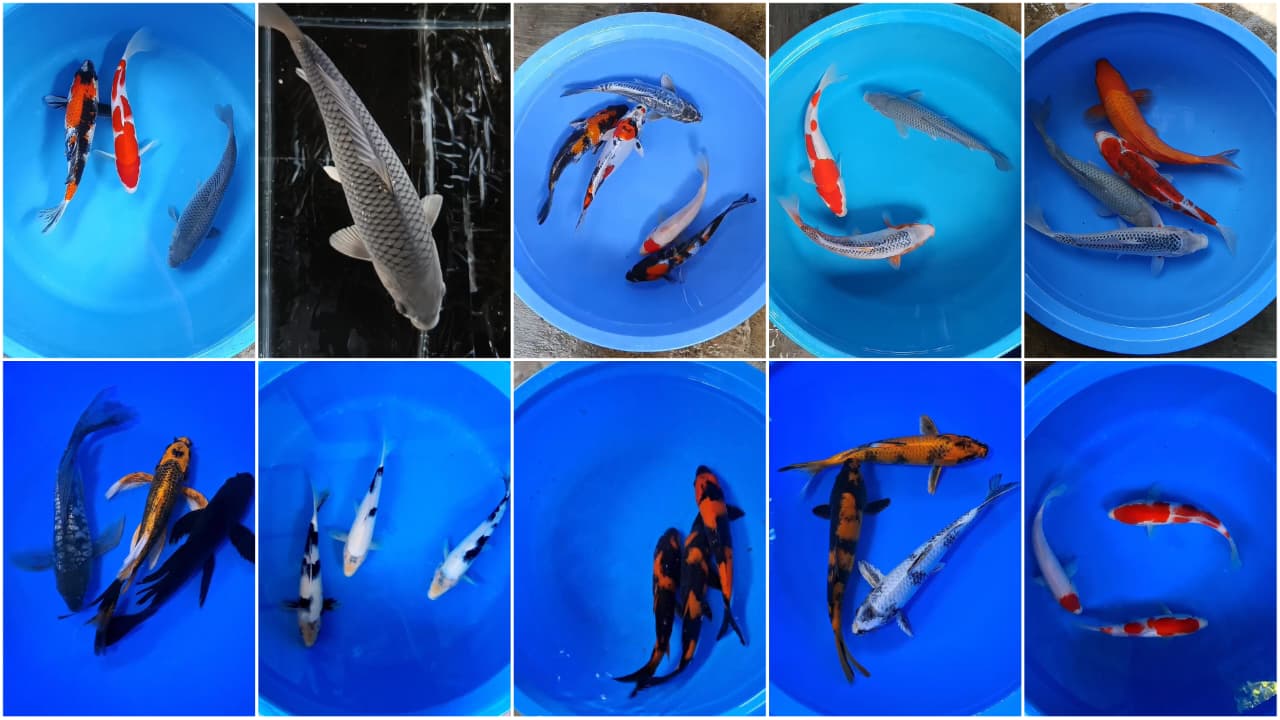 Lelang Koi Online, Jual Beli Ikan Koi, Pasar Koi Terbaik, Agen Lelang Koi, Penawaran Koi Berkualitas, Harga Jual Koi, Lelang Ikan Koi Import, Beli Koi Online, Jual Koi Murah, Koi Showroom, Penjual Koi Terpercaya, Lelang Koi Jakarta, Jual Koi Lokal, Koi Kualitas Unggul, Harga Terbaik Koi, Jual Koi Indukan, Lelang Ikan Hias Koi, Pasar Koi Indonesia, Beli Koi Berkualitas Tinggi, Koi Farm Terbesar, Jual Beli Koi Impor, Lelang Ikan Koi Kualitas Premium, Daftar Harga Koi Terbaru, Pusat Jual Beli Koi, Info Lelang Koi Hari Ini.