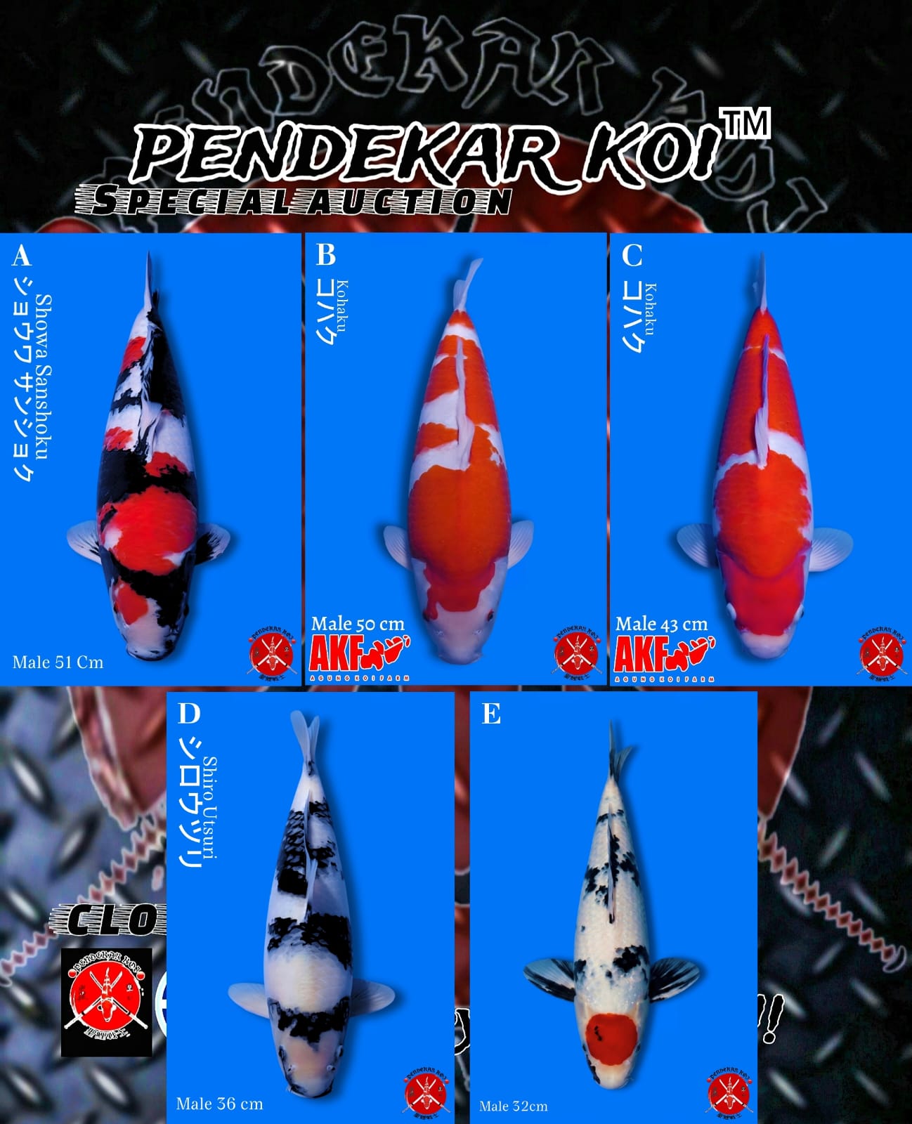 Lelang Koi Online, Jual Beli Ikan Koi, Pasar Koi Terbaik, Agen Lelang Koi, Penawaran Koi Berkualitas, Harga Jual Koi, Lelang Ikan Koi Import, Beli Koi Online, Jual Koi Murah, Koi Showroom, Penjual Koi Terpercaya, Lelang Koi Jakarta, Jual Koi Lokal, Koi Kualitas Unggul, Harga Terbaik Koi, Jual Koi Indukan, Lelang Ikan Hias Koi, Pasar Koi Indonesia, Beli Koi Berkualitas Tinggi, Koi Farm Terbesar, Jual Beli Koi Impor, Lelang Ikan Koi Kualitas Premium, Daftar Harga Koi Terbaru, Pusat Jual Beli Koi, Info Lelang Koi Hari Ini.