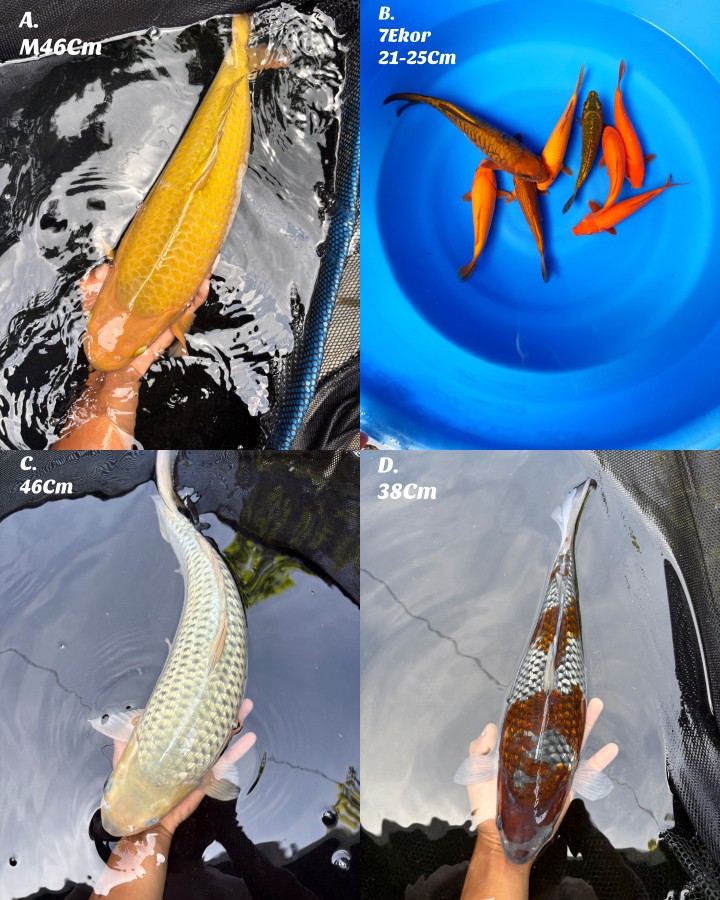 Lelang Koi Online, Jual Beli Ikan Koi, Pasar Koi Terbaik, Agen Lelang Koi, Penawaran Koi Berkualitas, Harga Jual Koi, Lelang Ikan Koi Import, Beli Koi Online, Jual Koi Murah, Koi Showroom, Penjual Koi Terpercaya, Lelang Koi Jakarta, Jual Koi Lokal, Koi Kualitas Unggul, Harga Terbaik Koi, Jual Koi Indukan, Lelang Ikan Hias Koi, Pasar Koi Indonesia, Beli Koi Berkualitas Tinggi, Koi Farm Terbesar, Jual Beli Koi Impor, Lelang Ikan Koi Kualitas Premium, Daftar Harga Koi Terbaru, Pusat Jual Beli Koi, Info Lelang Koi Hari Ini.