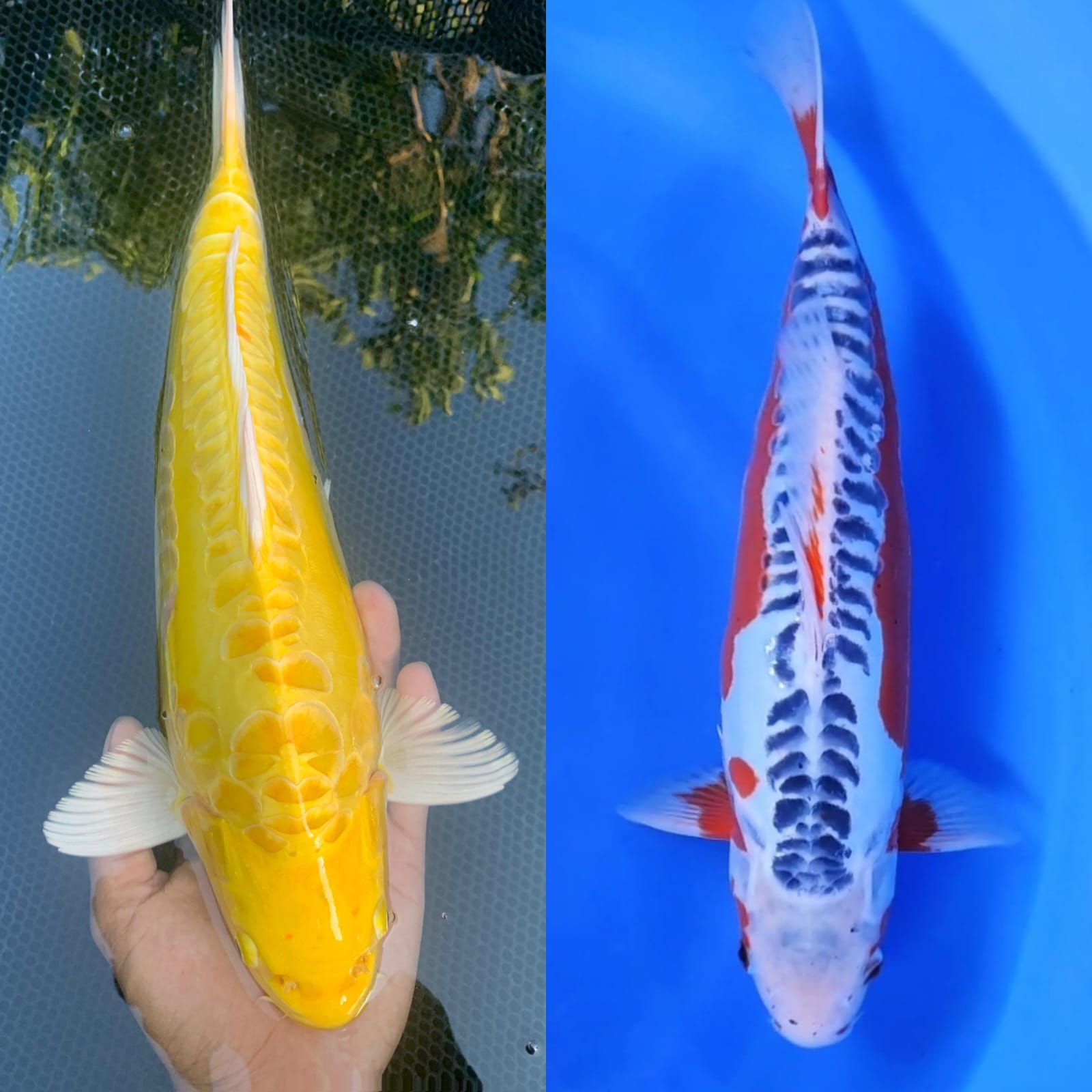Lelang Koi Online, Jual Beli Ikan Koi, Pasar Koi Terbaik, Agen Lelang Koi, Penawaran Koi Berkualitas, Harga Jual Koi, Lelang Ikan Koi Import, Beli Koi Online, Jual Koi Murah, Koi Showroom, Penjual Koi Terpercaya, Lelang Koi Jakarta, Jual Koi Lokal, Koi Kualitas Unggul, Harga Terbaik Koi, Jual Koi Indukan, Lelang Ikan Hias Koi, Pasar Koi Indonesia, Beli Koi Berkualitas Tinggi, Koi Farm Terbesar, Jual Beli Koi Impor, Lelang Ikan Koi Kualitas Premium, Daftar Harga Koi Terbaru, Pusat Jual Beli Koi, Info Lelang Koi Hari Ini.