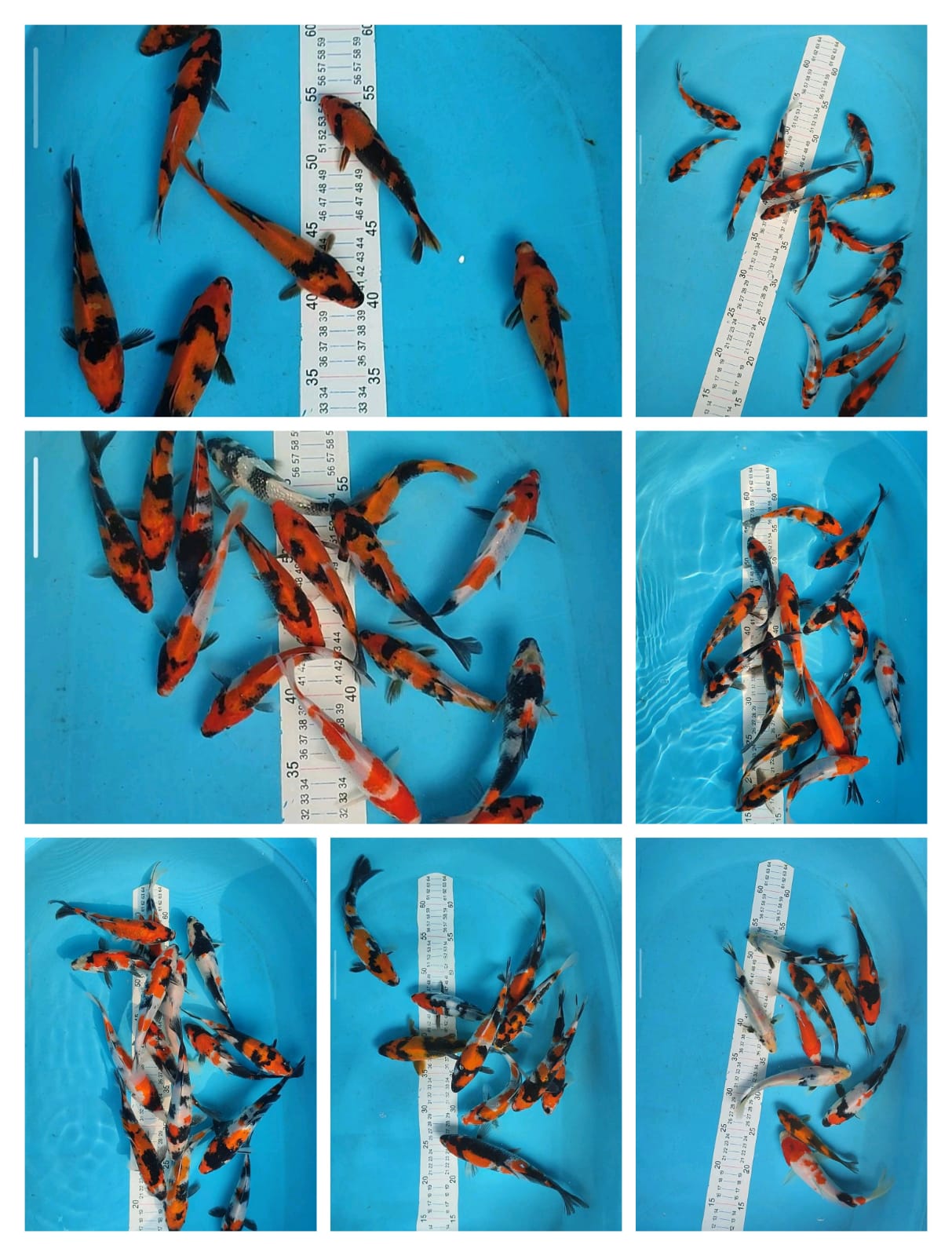 Lelang Koi Online, Jual Beli Ikan Koi, Pasar Koi Terbaik, Agen Lelang Koi, Penawaran Koi Berkualitas, Harga Jual Koi, Lelang Ikan Koi Import, Beli Koi Online, Jual Koi Murah, Koi Showroom, Penjual Koi Terpercaya, Lelang Koi Jakarta, Jual Koi Lokal, Koi Kualitas Unggul, Harga Terbaik Koi, Jual Koi Indukan, Lelang Ikan Hias Koi, Pasar Koi Indonesia, Beli Koi Berkualitas Tinggi, Koi Farm Terbesar, Jual Beli Koi Impor, Lelang Ikan Koi Kualitas Premium, Daftar Harga Koi Terbaru, Pusat Jual Beli Koi, Info Lelang Koi Hari Ini.