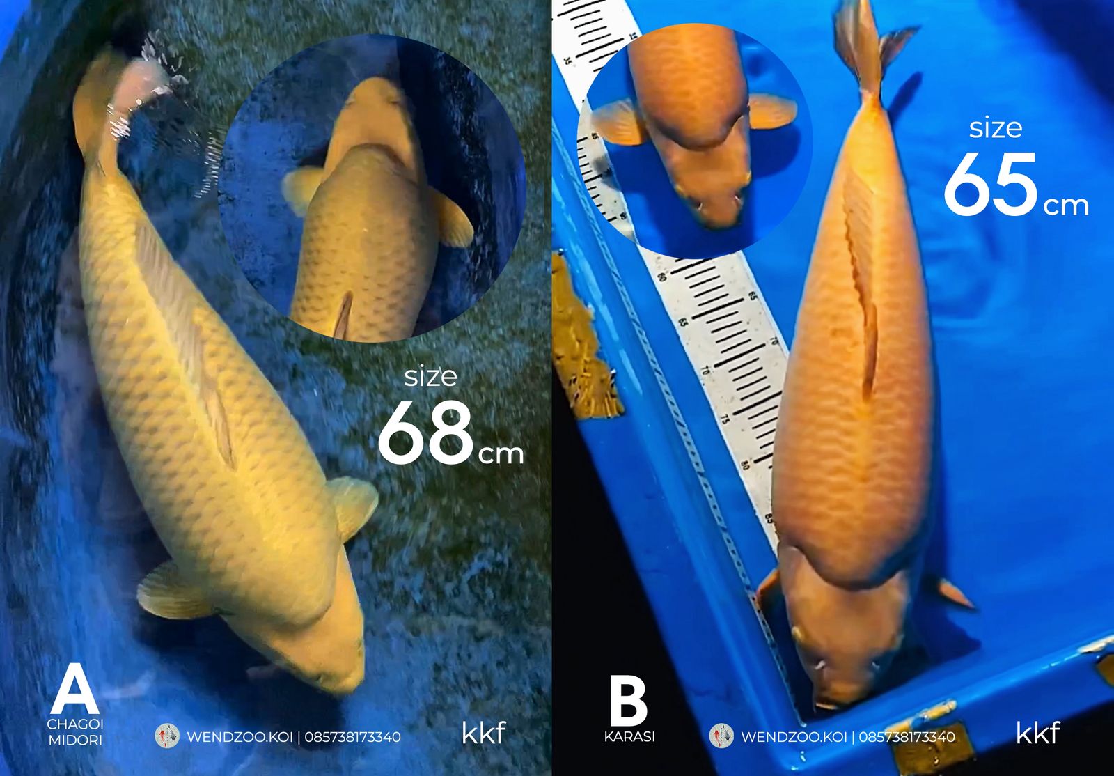 Lelang Koi Online, Jual Beli Ikan Koi, Pasar Koi Terbaik, Agen Lelang Koi, Penawaran Koi Berkualitas, Harga Jual Koi, Lelang Ikan Koi Import, Beli Koi Online, Jual Koi Murah, Koi Showroom, Penjual Koi Terpercaya, Lelang Koi Jakarta, Jual Koi Lokal, Koi Kualitas Unggul, Harga Terbaik Koi, Jual Koi Indukan, Lelang Ikan Hias Koi, Pasar Koi Indonesia, Beli Koi Berkualitas Tinggi, Koi Farm Terbesar, Jual Beli Koi Impor, Lelang Ikan Koi Kualitas Premium, Daftar Harga Koi Terbaru, Pusat Jual Beli Koi, Info Lelang Koi Hari Ini.