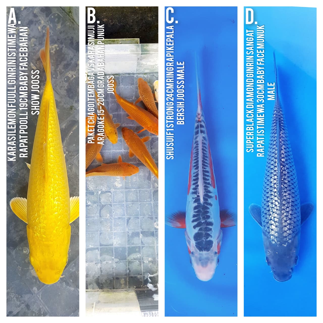Lelang Koi Online, Jual Beli Ikan Koi, Pasar Koi Terbaik, Agen Lelang Koi, Penawaran Koi Berkualitas, Harga Jual Koi, Lelang Ikan Koi Import, Beli Koi Online, Jual Koi Murah, Koi Showroom, Penjual Koi Terpercaya, Lelang Koi Jakarta, Jual Koi Lokal, Koi Kualitas Unggul, Harga Terbaik Koi, Jual Koi Indukan, Lelang Ikan Hias Koi, Pasar Koi Indonesia, Beli Koi Berkualitas Tinggi, Koi Farm Terbesar, Jual Beli Koi Impor, Lelang Ikan Koi Kualitas Premium, Daftar Harga Koi Terbaru, Pusat Jual Beli Koi, Info Lelang Koi Hari Ini.