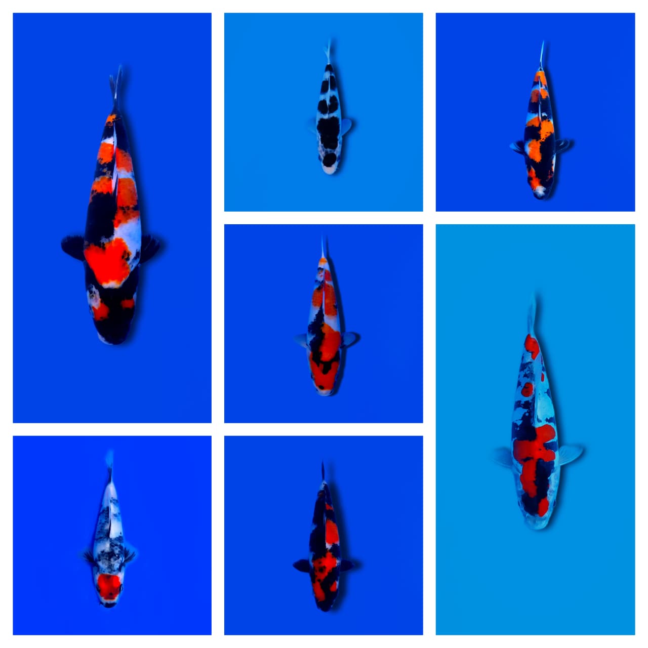 Lelang Koi Online, Jual Beli Ikan Koi, Pasar Koi Terbaik, Agen Lelang Koi, Penawaran Koi Berkualitas, Harga Jual Koi, Lelang Ikan Koi Import, Beli Koi Online, Jual Koi Murah, Koi Showroom, Penjual Koi Terpercaya, Lelang Koi Jakarta, Jual Koi Lokal, Koi Kualitas Unggul, Harga Terbaik Koi, Jual Koi Indukan, Lelang Ikan Hias Koi, Pasar Koi Indonesia, Beli Koi Berkualitas Tinggi, Koi Farm Terbesar, Jual Beli Koi Impor, Lelang Ikan Koi Kualitas Premium, Daftar Harga Koi Terbaru, Pusat Jual Beli Koi, Info Lelang Koi Hari Ini.