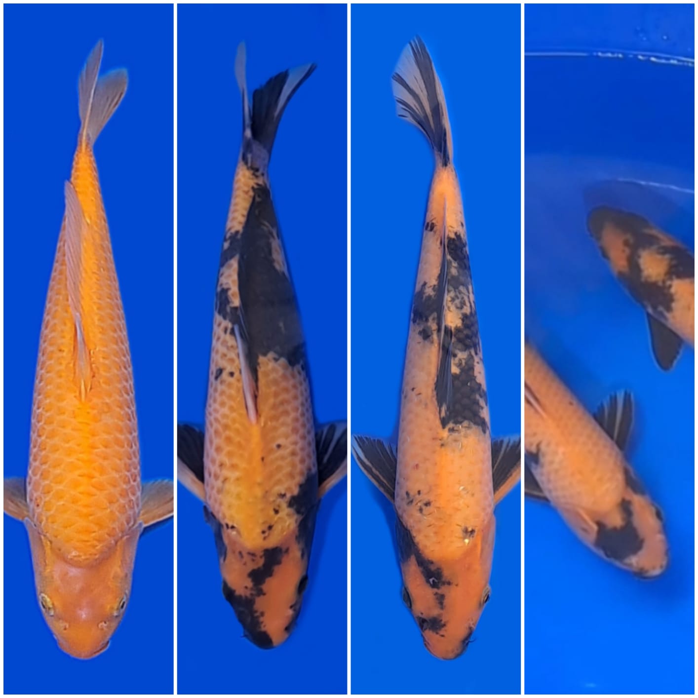 Lelang Koi Online, Jual Beli Ikan Koi, Pasar Koi Terbaik, Agen Lelang Koi, Penawaran Koi Berkualitas, Harga Jual Koi, Lelang Ikan Koi Import, Beli Koi Online, Jual Koi Murah, Koi Showroom, Penjual Koi Terpercaya, Lelang Koi Jakarta, Jual Koi Lokal, Koi Kualitas Unggul, Harga Terbaik Koi, Jual Koi Indukan, Lelang Ikan Hias Koi, Pasar Koi Indonesia, Beli Koi Berkualitas Tinggi, Koi Farm Terbesar, Jual Beli Koi Impor, Lelang Ikan Koi Kualitas Premium, Daftar Harga Koi Terbaru, Pusat Jual Beli Koi, Info Lelang Koi Hari Ini.