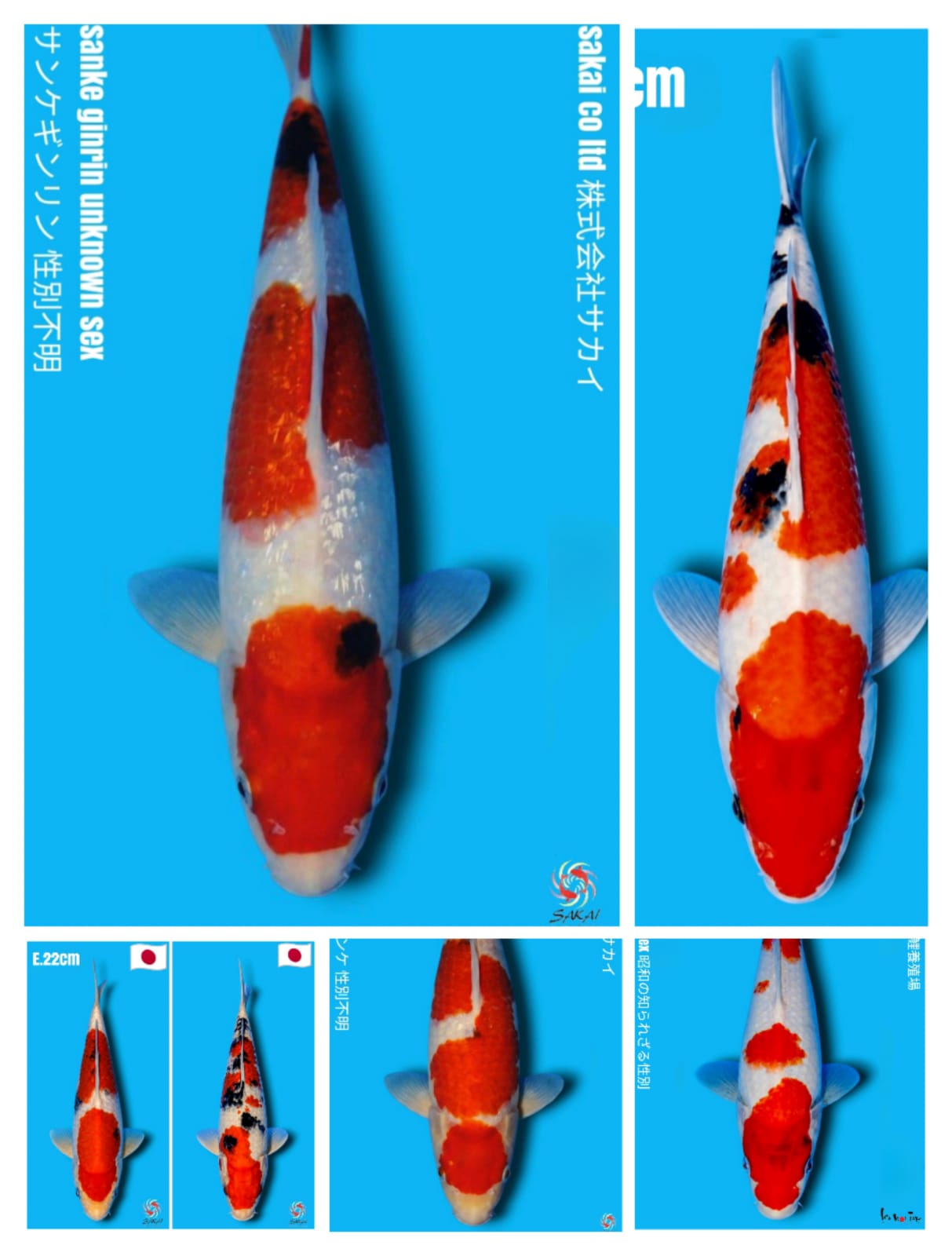 Lelang Koi Online, Jual Beli Ikan Koi, Pasar Koi Terbaik, Agen Lelang Koi, Penawaran Koi Berkualitas, Harga Jual Koi, Lelang Ikan Koi Import, Beli Koi Online, Jual Koi Murah, Koi Showroom, Penjual Koi Terpercaya, Lelang Koi Jakarta, Jual Koi Lokal, Koi Kualitas Unggul, Harga Terbaik Koi, Jual Koi Indukan, Lelang Ikan Hias Koi, Pasar Koi Indonesia, Beli Koi Berkualitas Tinggi, Koi Farm Terbesar, Jual Beli Koi Impor, Lelang Ikan Koi Kualitas Premium, Daftar Harga Koi Terbaru, Pusat Jual Beli Koi, Info Lelang Koi Hari Ini.