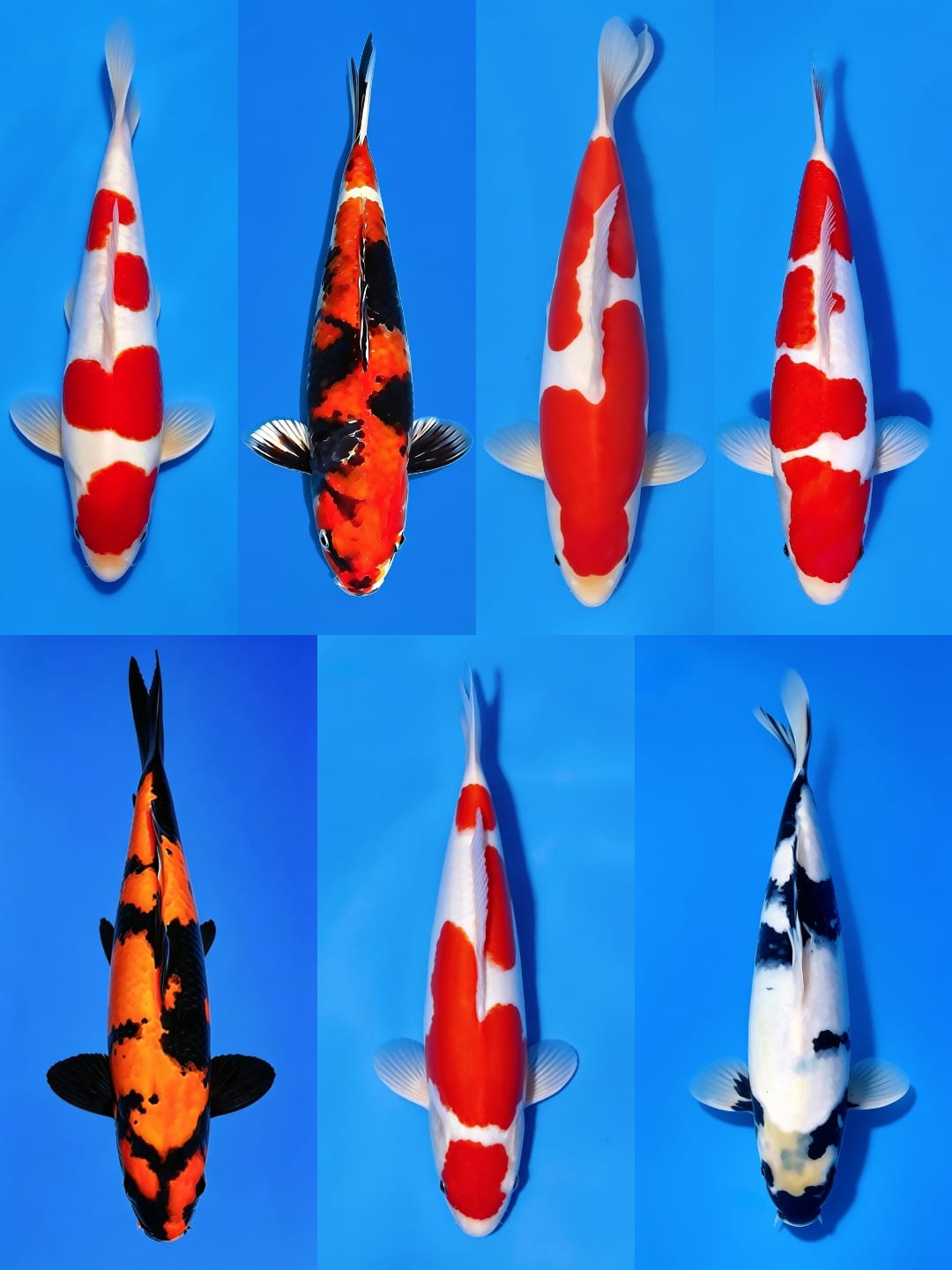 Lelang Koi Online, Jual Beli Ikan Koi, Pasar Koi Terbaik, Agen Lelang Koi, Penawaran Koi Berkualitas, Harga Jual Koi, Lelang Ikan Koi Import, Beli Koi Online, Jual Koi Murah, Koi Showroom, Penjual Koi Terpercaya, Lelang Koi Jakarta, Jual Koi Lokal, Koi Kualitas Unggul, Harga Terbaik Koi, Jual Koi Indukan, Lelang Ikan Hias Koi, Pasar Koi Indonesia, Beli Koi Berkualitas Tinggi, Koi Farm Terbesar, Jual Beli Koi Impor, Lelang Ikan Koi Kualitas Premium, Daftar Harga Koi Terbaru, Pusat Jual Beli Koi, Info Lelang Koi Hari Ini.