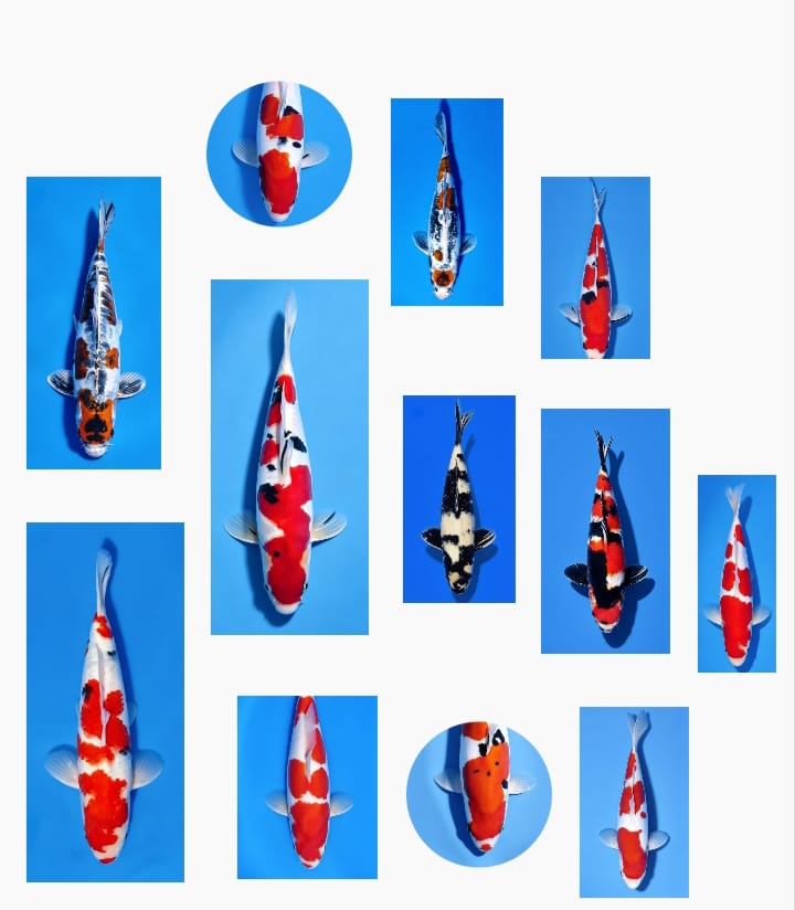 Lelang Koi Online, Jual Beli Ikan Koi, Pasar Koi Terbaik, Agen Lelang Koi, Penawaran Koi Berkualitas, Harga Jual Koi, Lelang Ikan Koi Import, Beli Koi Online, Jual Koi Murah, Koi Showroom, Penjual Koi Terpercaya, Lelang Koi Jakarta, Jual Koi Lokal, Koi Kualitas Unggul, Harga Terbaik Koi, Jual Koi Indukan, Lelang Ikan Hias Koi, Pasar Koi Indonesia, Beli Koi Berkualitas Tinggi, Koi Farm Terbesar, Jual Beli Koi Impor, Lelang Ikan Koi Kualitas Premium, Daftar Harga Koi Terbaru, Pusat Jual Beli Koi, Info Lelang Koi Hari Ini.