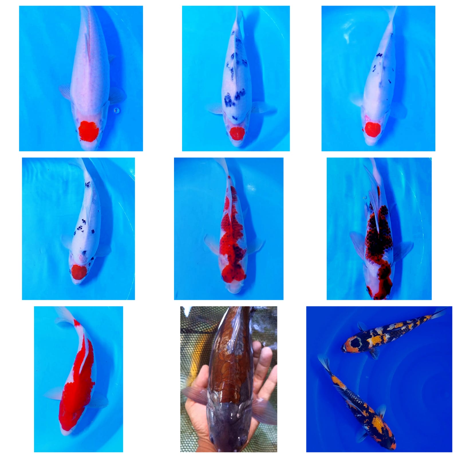 Lelang Koi Online, Jual Beli Ikan Koi, Pasar Koi Terbaik, Agen Lelang Koi, Penawaran Koi Berkualitas, Harga Jual Koi, Lelang Ikan Koi Import, Beli Koi Online, Jual Koi Murah, Koi Showroom, Penjual Koi Terpercaya, Lelang Koi Jakarta, Jual Koi Lokal, Koi Kualitas Unggul, Harga Terbaik Koi, Jual Koi Indukan, Lelang Ikan Hias Koi, Pasar Koi Indonesia, Beli Koi Berkualitas Tinggi, Koi Farm Terbesar, Jual Beli Koi Impor, Lelang Ikan Koi Kualitas Premium, Daftar Harga Koi Terbaru, Pusat Jual Beli Koi, Info Lelang Koi Hari Ini.