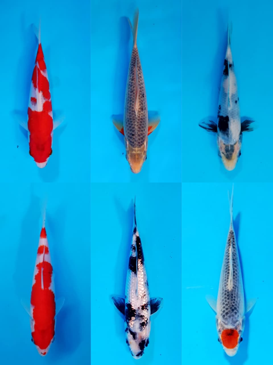 Lelang Koi Online, Jual Beli Ikan Koi, Pasar Koi Terbaik, Agen Lelang Koi, Penawaran Koi Berkualitas, Harga Jual Koi, Lelang Ikan Koi Import, Beli Koi Online, Jual Koi Murah, Koi Showroom, Penjual Koi Terpercaya, Lelang Koi Jakarta, Jual Koi Lokal, Koi Kualitas Unggul, Harga Terbaik Koi, Jual Koi Indukan, Lelang Ikan Hias Koi, Pasar Koi Indonesia, Beli Koi Berkualitas Tinggi, Koi Farm Terbesar, Jual Beli Koi Impor, Lelang Ikan Koi Kualitas Premium, Daftar Harga Koi Terbaru, Pusat Jual Beli Koi, Info Lelang Koi Hari Ini.