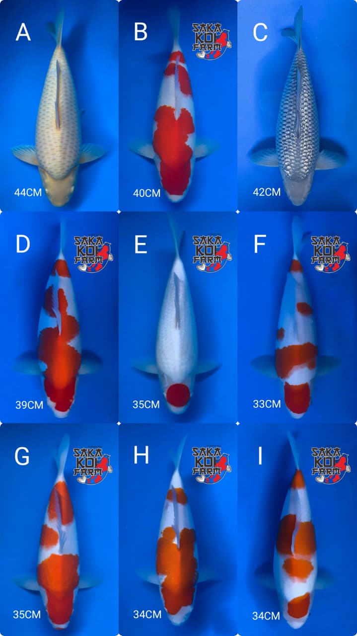 Lelang Koi Online, Jual Beli Ikan Koi, Pasar Koi Terbaik, Agen Lelang Koi, Penawaran Koi Berkualitas, Harga Jual Koi, Lelang Ikan Koi Import, Beli Koi Online, Jual Koi Murah, Koi Showroom, Penjual Koi Terpercaya, Lelang Koi Jakarta, Jual Koi Lokal, Koi Kualitas Unggul, Harga Terbaik Koi, Jual Koi Indukan, Lelang Ikan Hias Koi, Pasar Koi Indonesia, Beli Koi Berkualitas Tinggi, Koi Farm Terbesar, Jual Beli Koi Impor, Lelang Ikan Koi Kualitas Premium, Daftar Harga Koi Terbaru, Pusat Jual Beli Koi, Info Lelang Koi Hari Ini.