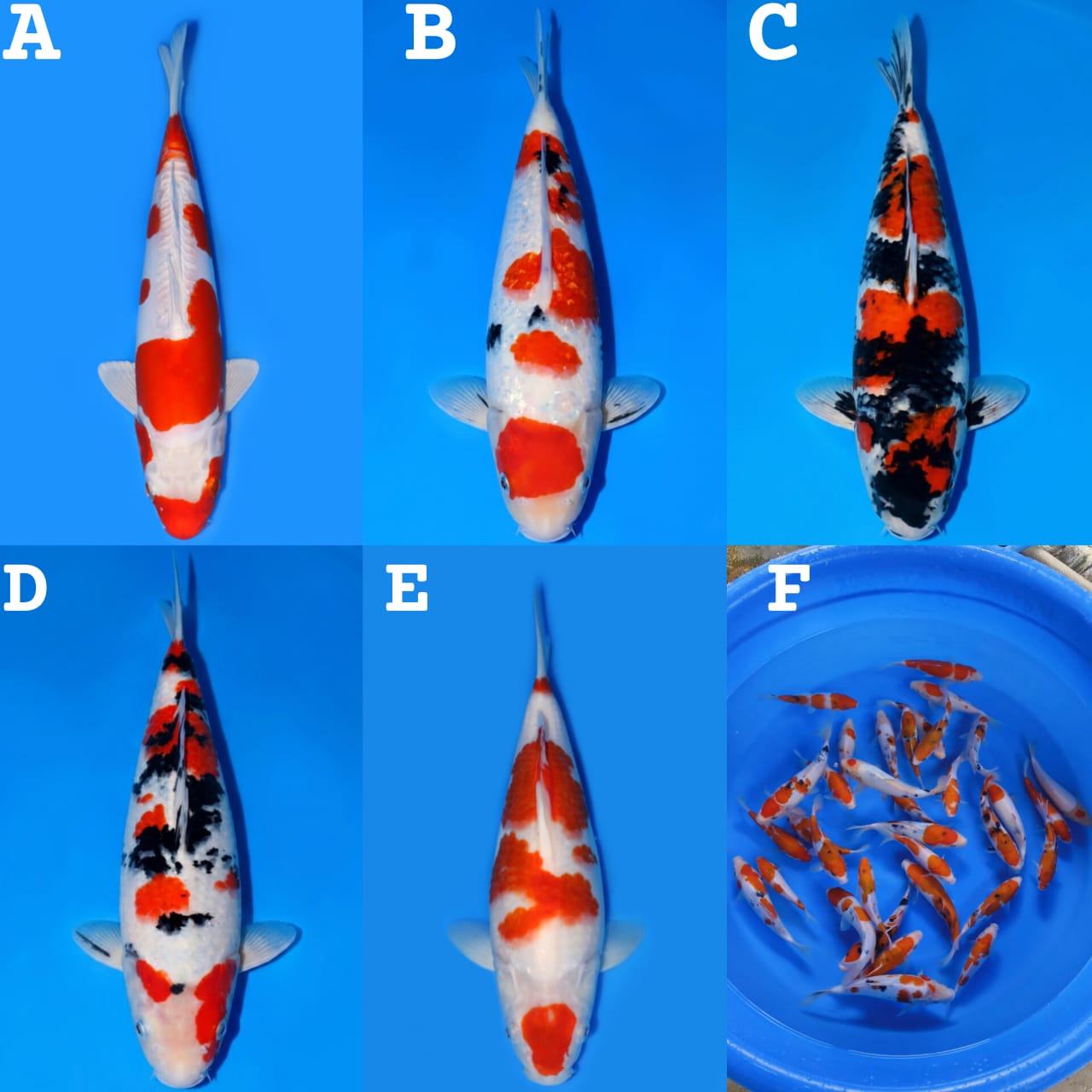 Lelang Koi Online, Jual Beli Ikan Koi, Pasar Koi Terbaik, Agen Lelang Koi, Penawaran Koi Berkualitas, Harga Jual Koi, Lelang Ikan Koi Import, Beli Koi Online, Jual Koi Murah, Koi Showroom, Penjual Koi Terpercaya, Lelang Koi Jakarta, Jual Koi Lokal, Koi Kualitas Unggul, Harga Terbaik Koi, Jual Koi Indukan, Lelang Ikan Hias Koi, Pasar Koi Indonesia, Beli Koi Berkualitas Tinggi, Koi Farm Terbesar, Jual Beli Koi Impor, Lelang Ikan Koi Kualitas Premium, Daftar Harga Koi Terbaru, Pusat Jual Beli Koi, Info Lelang Koi Hari Ini.