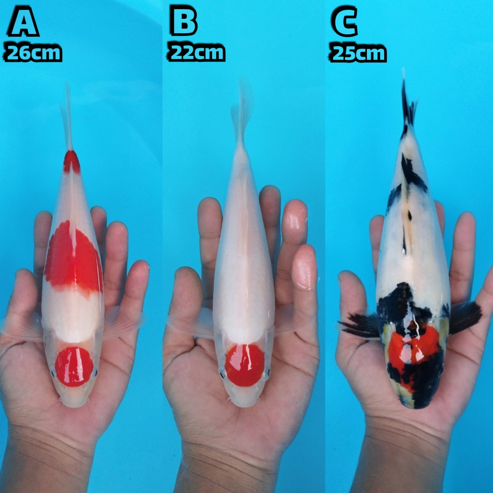Lelang Koi Online, Jual Beli Ikan Koi, Pasar Koi Terbaik, Agen Lelang Koi, Penawaran Koi Berkualitas, Harga Jual Koi, Lelang Ikan Koi Import, Beli Koi Online, Jual Koi Murah, Koi Showroom, Penjual Koi Terpercaya, Lelang Koi Jakarta, Jual Koi Lokal, Koi Kualitas Unggul, Harga Terbaik Koi, Jual Koi Indukan, Lelang Ikan Hias Koi, Pasar Koi Indonesia, Beli Koi Berkualitas Tinggi, Koi Farm Terbesar, Jual Beli Koi Impor, Lelang Ikan Koi Kualitas Premium, Daftar Harga Koi Terbaru, Pusat Jual Beli Koi, Info Lelang Koi Hari Ini.