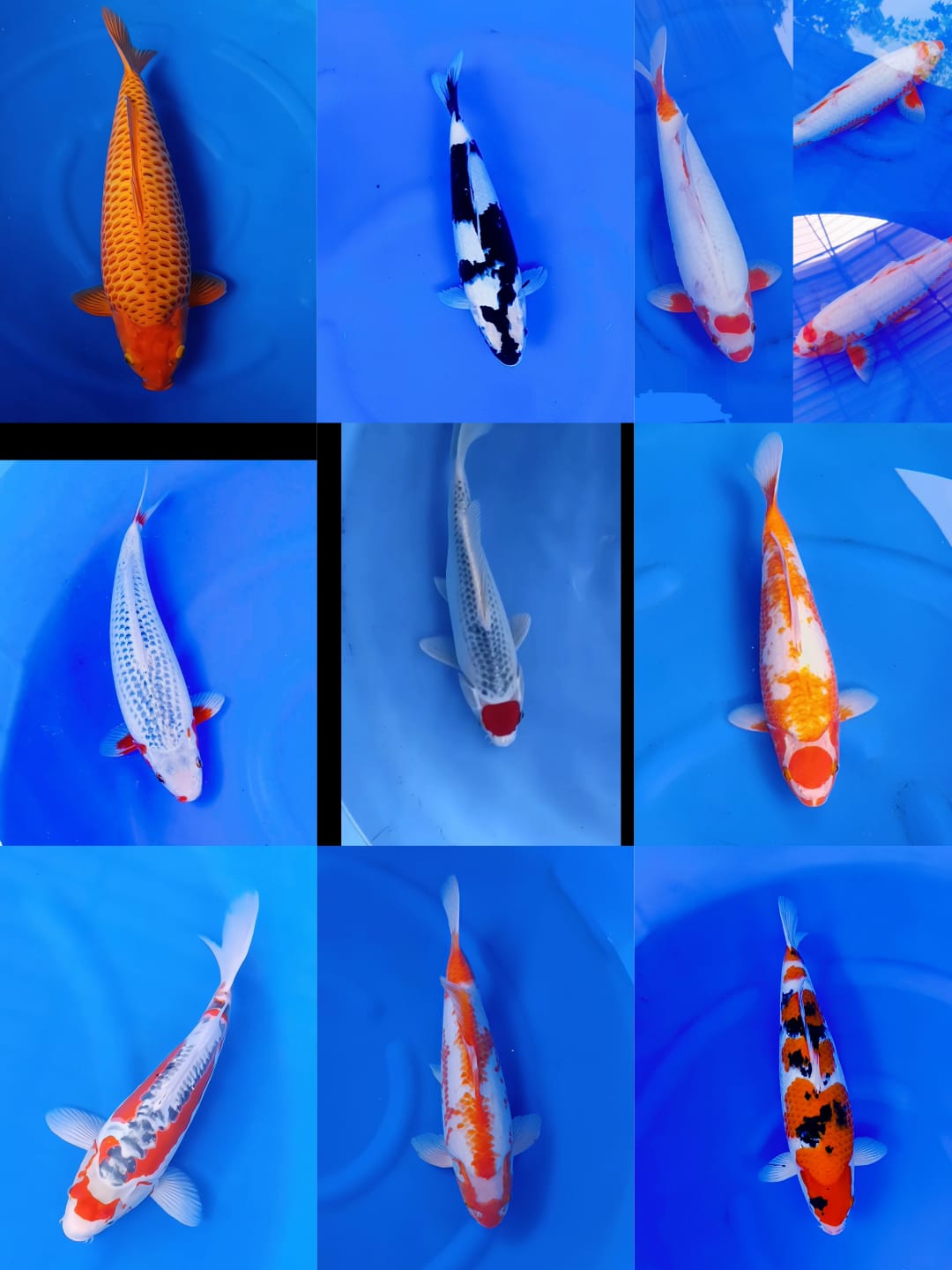 Lelang Koi Online, Jual Beli Ikan Koi, Pasar Koi Terbaik, Agen Lelang Koi, Penawaran Koi Berkualitas, Harga Jual Koi, Lelang Ikan Koi Import, Beli Koi Online, Jual Koi Murah, Koi Showroom, Penjual Koi Terpercaya, Lelang Koi Jakarta, Jual Koi Lokal, Koi Kualitas Unggul, Harga Terbaik Koi, Jual Koi Indukan, Lelang Ikan Hias Koi, Pasar Koi Indonesia, Beli Koi Berkualitas Tinggi, Koi Farm Terbesar, Jual Beli Koi Impor, Lelang Ikan Koi Kualitas Premium, Daftar Harga Koi Terbaru, Pusat Jual Beli Koi, Info Lelang Koi Hari Ini.