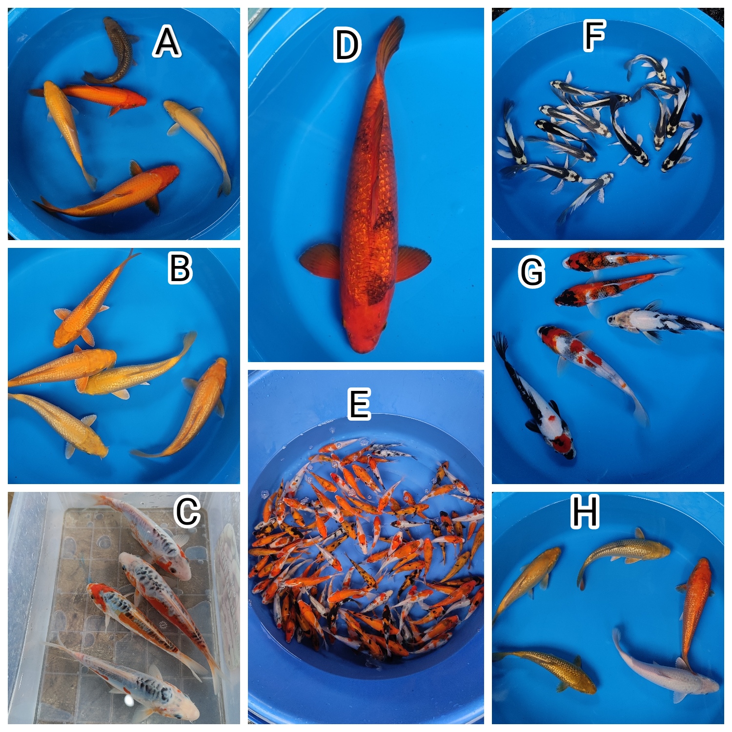 Lelang Koi Online, Jual Beli Ikan Koi, Pasar Koi Terbaik, Agen Lelang Koi, Penawaran Koi Berkualitas, Harga Jual Koi, Lelang Ikan Koi Import, Beli Koi Online, Jual Koi Murah, Koi Showroom, Penjual Koi Terpercaya, Lelang Koi Jakarta, Jual Koi Lokal, Koi Kualitas Unggul, Harga Terbaik Koi, Jual Koi Indukan, Lelang Ikan Hias Koi, Pasar Koi Indonesia, Beli Koi Berkualitas Tinggi, Koi Farm Terbesar, Jual Beli Koi Impor, Lelang Ikan Koi Kualitas Premium, Daftar Harga Koi Terbaru, Pusat Jual Beli Koi, Info Lelang Koi Hari Ini.
