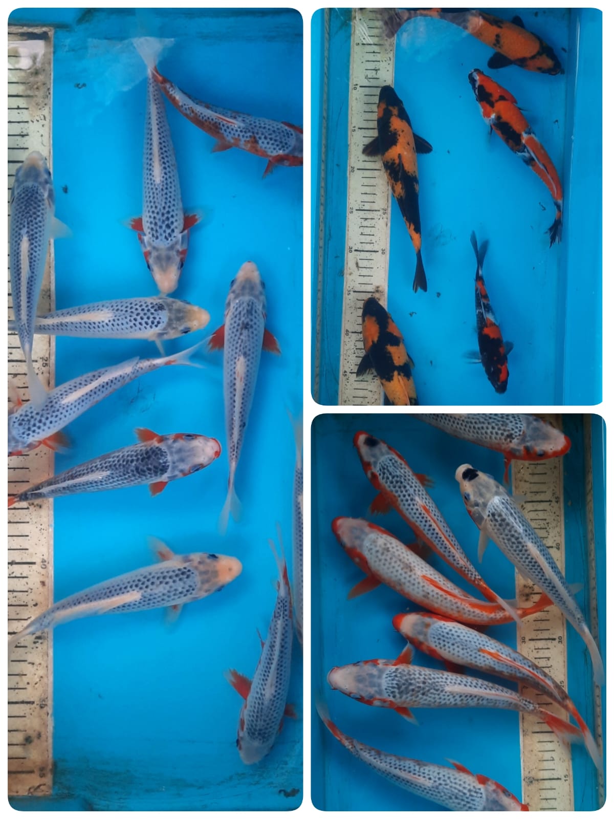 Lelang Koi Online, Jual Beli Ikan Koi, Pasar Koi Terbaik, Agen Lelang Koi, Penawaran Koi Berkualitas, Harga Jual Koi, Lelang Ikan Koi Import, Beli Koi Online, Jual Koi Murah, Koi Showroom, Penjual Koi Terpercaya, Lelang Koi Jakarta, Jual Koi Lokal, Koi Kualitas Unggul, Harga Terbaik Koi, Jual Koi Indukan, Lelang Ikan Hias Koi, Pasar Koi Indonesia, Beli Koi Berkualitas Tinggi, Koi Farm Terbesar, Jual Beli Koi Impor, Lelang Ikan Koi Kualitas Premium, Daftar Harga Koi Terbaru, Pusat Jual Beli Koi, Info Lelang Koi Hari Ini.