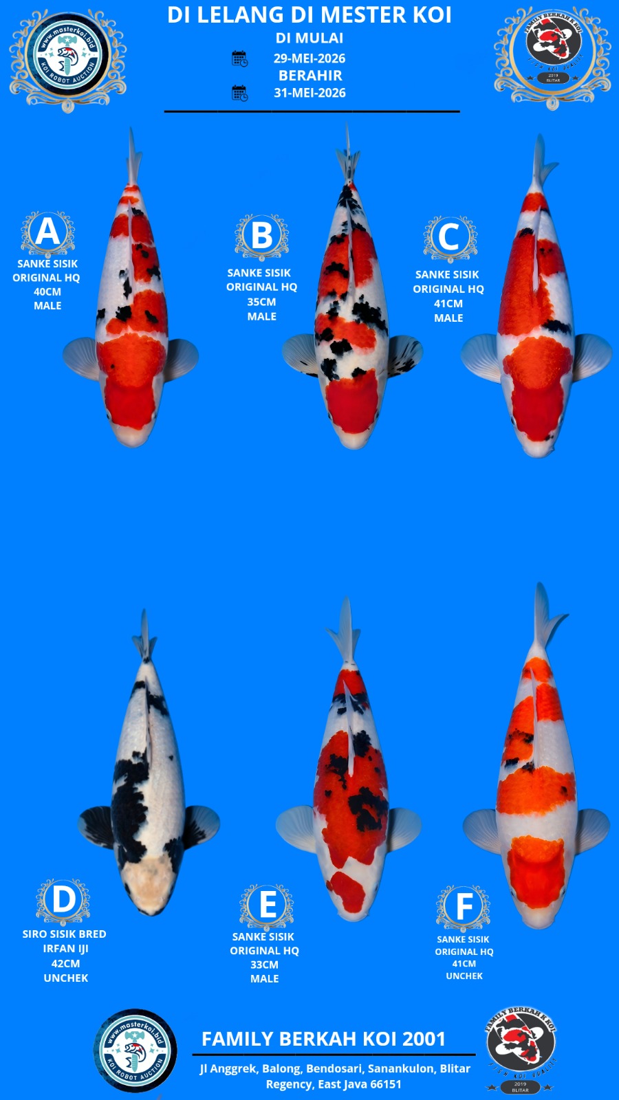 Lelang Koi Online, Jual Beli Ikan Koi, Pasar Koi Terbaik, Agen Lelang Koi, Penawaran Koi Berkualitas, Harga Jual Koi, Lelang Ikan Koi Import, Beli Koi Online, Jual Koi Murah, Koi Showroom, Penjual Koi Terpercaya, Lelang Koi Jakarta, Jual Koi Lokal, Koi Kualitas Unggul, Harga Terbaik Koi, Jual Koi Indukan, Lelang Ikan Hias Koi, Pasar Koi Indonesia, Beli Koi Berkualitas Tinggi, Koi Farm Terbesar, Jual Beli Koi Impor, Lelang Ikan Koi Kualitas Premium, Daftar Harga Koi Terbaru, Pusat Jual Beli Koi, Info Lelang Koi Hari Ini.
