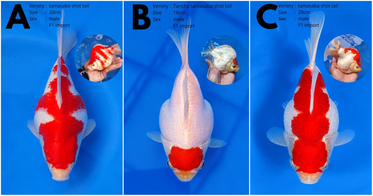 Lelang Koi Online, Jual Beli Ikan Koi, Pasar Koi Terbaik, Agen Lelang Koi, Penawaran Koi Berkualitas, Harga Jual Koi, Lelang Ikan Koi Import, Beli Koi Online, Jual Koi Murah, Koi Showroom, Penjual Koi Terpercaya, Lelang Koi Jakarta, Jual Koi Lokal, Koi Kualitas Unggul, Harga Terbaik Koi, Jual Koi Indukan, Lelang Ikan Hias Koi, Pasar Koi Indonesia, Beli Koi Berkualitas Tinggi, Koi Farm Terbesar, Jual Beli Koi Impor, Lelang Ikan Koi Kualitas Premium, Daftar Harga Koi Terbaru, Pusat Jual Beli Koi, Info Lelang Koi Hari Ini.