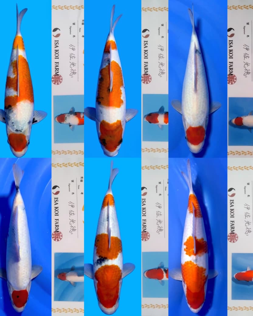 Lelang Koi Online, Jual Beli Ikan Koi, Pasar Koi Terbaik, Agen Lelang Koi, Penawaran Koi Berkualitas, Harga Jual Koi, Lelang Ikan Koi Import, Beli Koi Online, Jual Koi Murah, Koi Showroom, Penjual Koi Terpercaya, Lelang Koi Jakarta, Jual Koi Lokal, Koi Kualitas Unggul, Harga Terbaik Koi, Jual Koi Indukan, Lelang Ikan Hias Koi, Pasar Koi Indonesia, Beli Koi Berkualitas Tinggi, Koi Farm Terbesar, Jual Beli Koi Impor, Lelang Ikan Koi Kualitas Premium, Daftar Harga Koi Terbaru, Pusat Jual Beli Koi, Info Lelang Koi Hari Ini.