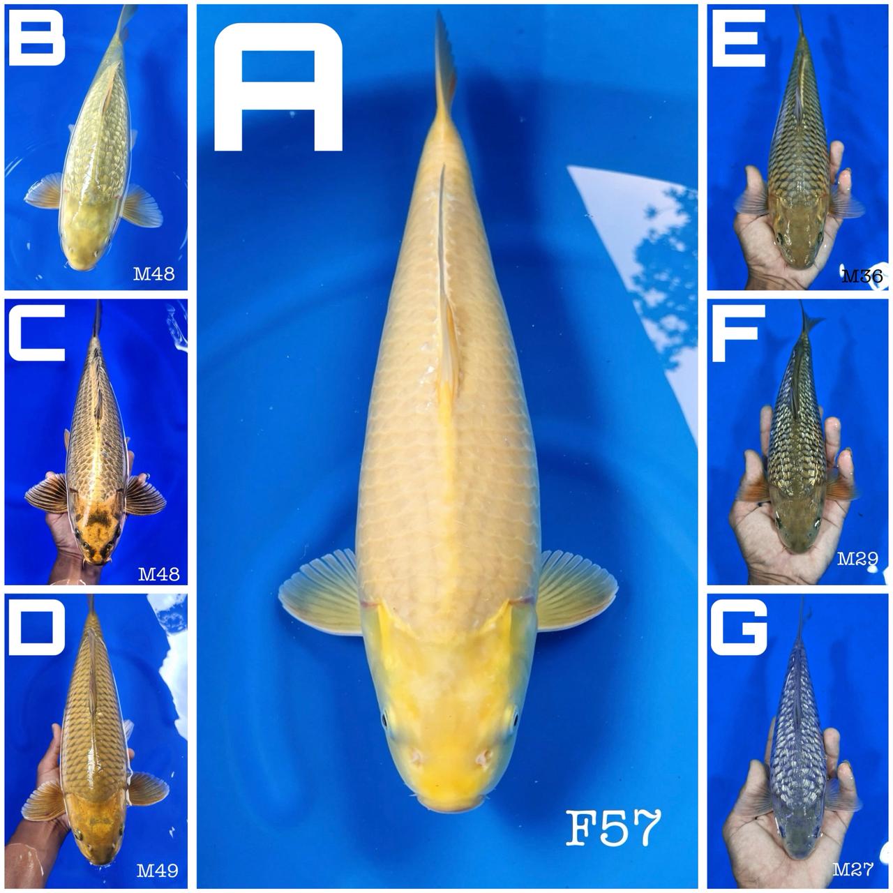 Lelang Koi Online, Jual Beli Ikan Koi, Pasar Koi Terbaik, Agen Lelang Koi, Penawaran Koi Berkualitas, Harga Jual Koi, Lelang Ikan Koi Import, Beli Koi Online, Jual Koi Murah, Koi Showroom, Penjual Koi Terpercaya, Lelang Koi Jakarta, Jual Koi Lokal, Koi Kualitas Unggul, Harga Terbaik Koi, Jual Koi Indukan, Lelang Ikan Hias Koi, Pasar Koi Indonesia, Beli Koi Berkualitas Tinggi, Koi Farm Terbesar, Jual Beli Koi Impor, Lelang Ikan Koi Kualitas Premium, Daftar Harga Koi Terbaru, Pusat Jual Beli Koi, Info Lelang Koi Hari Ini.