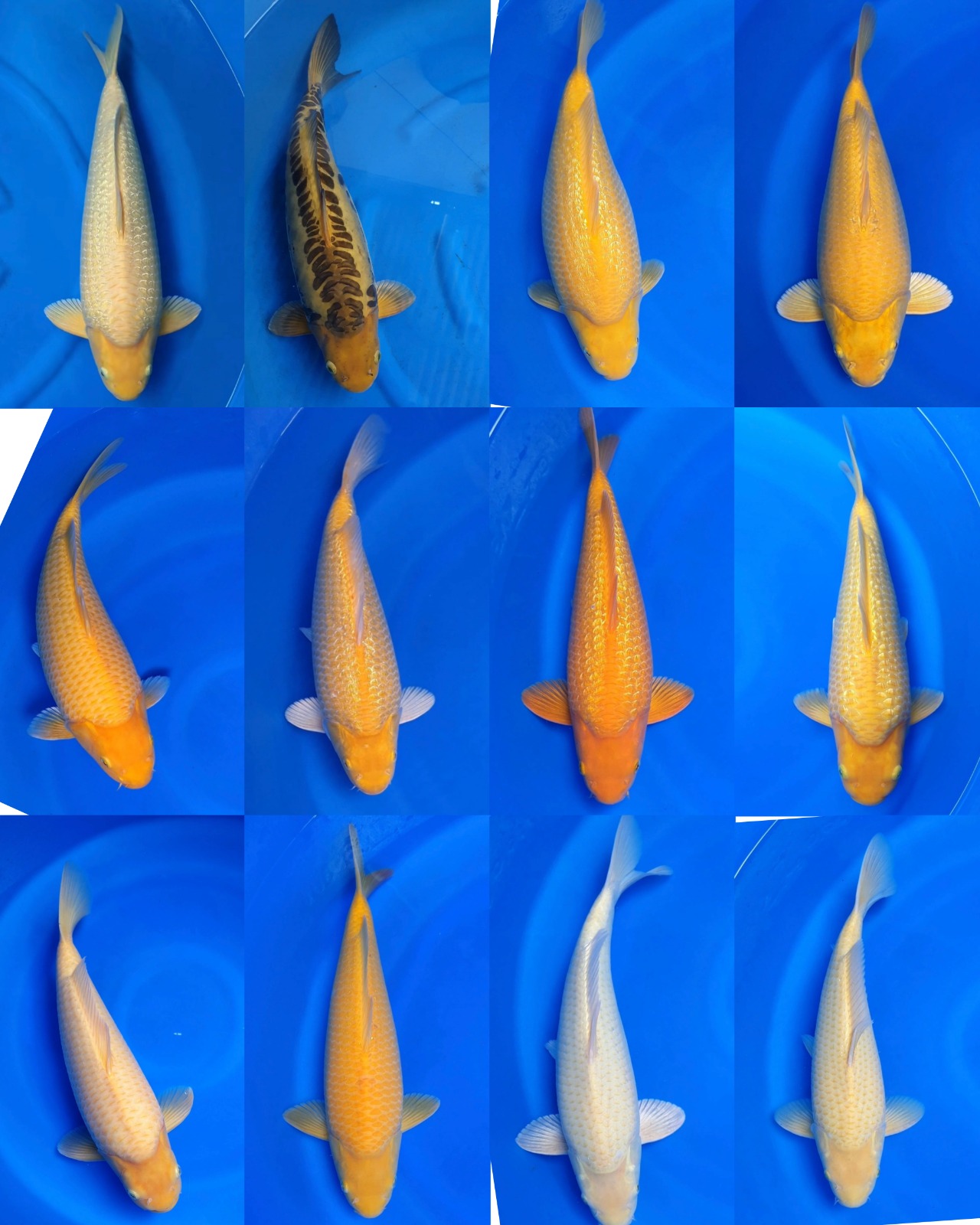 Lelang Koi Online, Jual Beli Ikan Koi, Pasar Koi Terbaik, Agen Lelang Koi, Penawaran Koi Berkualitas, Harga Jual Koi, Lelang Ikan Koi Import, Beli Koi Online, Jual Koi Murah, Koi Showroom, Penjual Koi Terpercaya, Lelang Koi Jakarta, Jual Koi Lokal, Koi Kualitas Unggul, Harga Terbaik Koi, Jual Koi Indukan, Lelang Ikan Hias Koi, Pasar Koi Indonesia, Beli Koi Berkualitas Tinggi, Koi Farm Terbesar, Jual Beli Koi Impor, Lelang Ikan Koi Kualitas Premium, Daftar Harga Koi Terbaru, Pusat Jual Beli Koi, Info Lelang Koi Hari Ini.