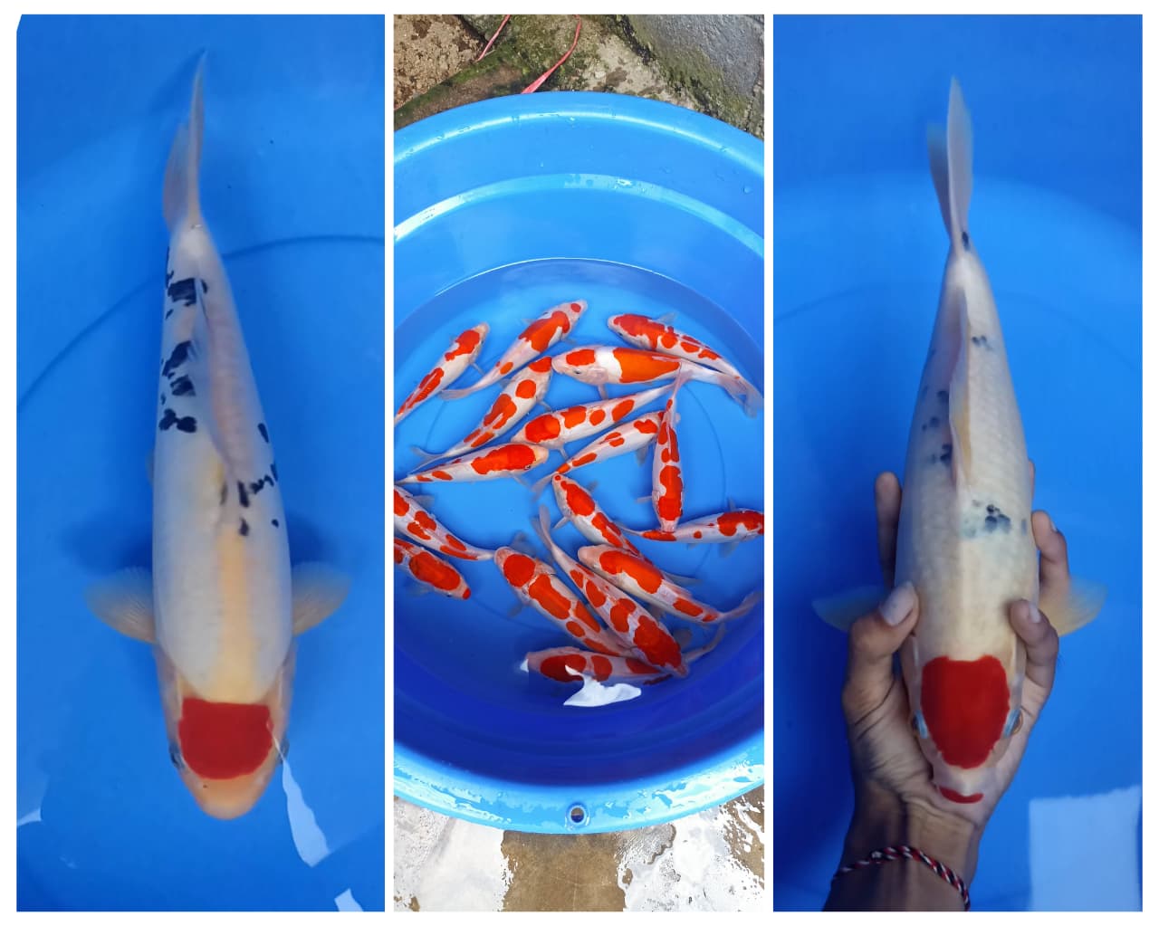 Lelang Koi Online, Jual Beli Ikan Koi, Pasar Koi Terbaik, Agen Lelang Koi, Penawaran Koi Berkualitas, Harga Jual Koi, Lelang Ikan Koi Import, Beli Koi Online, Jual Koi Murah, Koi Showroom, Penjual Koi Terpercaya, Lelang Koi Jakarta, Jual Koi Lokal, Koi Kualitas Unggul, Harga Terbaik Koi, Jual Koi Indukan, Lelang Ikan Hias Koi, Pasar Koi Indonesia, Beli Koi Berkualitas Tinggi, Koi Farm Terbesar, Jual Beli Koi Impor, Lelang Ikan Koi Kualitas Premium, Daftar Harga Koi Terbaru, Pusat Jual Beli Koi, Info Lelang Koi Hari Ini.