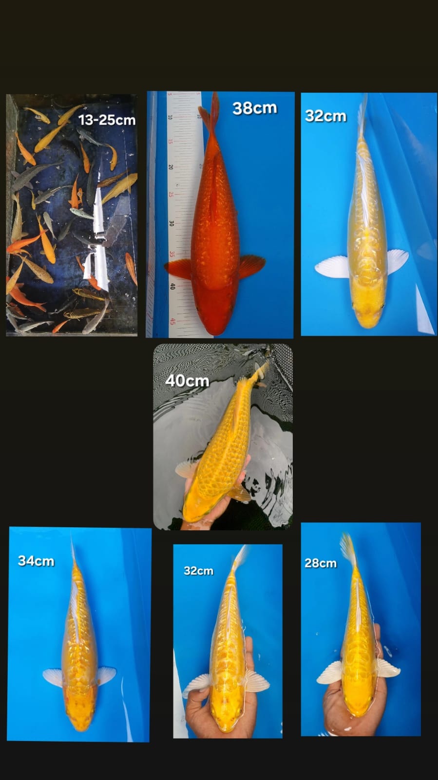 Lelang Koi Online, Jual Beli Ikan Koi, Pasar Koi Terbaik, Agen Lelang Koi, Penawaran Koi Berkualitas, Harga Jual Koi, Lelang Ikan Koi Import, Beli Koi Online, Jual Koi Murah, Koi Showroom, Penjual Koi Terpercaya, Lelang Koi Jakarta, Jual Koi Lokal, Koi Kualitas Unggul, Harga Terbaik Koi, Jual Koi Indukan, Lelang Ikan Hias Koi, Pasar Koi Indonesia, Beli Koi Berkualitas Tinggi, Koi Farm Terbesar, Jual Beli Koi Impor, Lelang Ikan Koi Kualitas Premium, Daftar Harga Koi Terbaru, Pusat Jual Beli Koi, Info Lelang Koi Hari Ini.