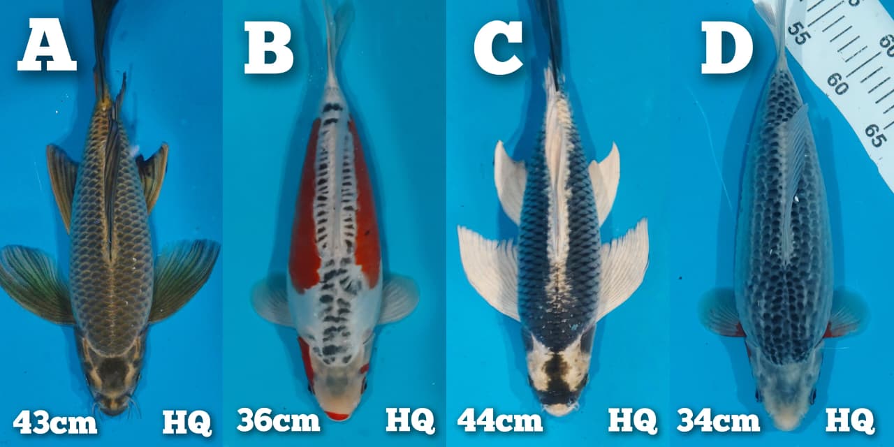 Lelang Koi Online, Jual Beli Ikan Koi, Pasar Koi Terbaik, Agen Lelang Koi, Penawaran Koi Berkualitas, Harga Jual Koi, Lelang Ikan Koi Import, Beli Koi Online, Jual Koi Murah, Koi Showroom, Penjual Koi Terpercaya, Lelang Koi Jakarta, Jual Koi Lokal, Koi Kualitas Unggul, Harga Terbaik Koi, Jual Koi Indukan, Lelang Ikan Hias Koi, Pasar Koi Indonesia, Beli Koi Berkualitas Tinggi, Koi Farm Terbesar, Jual Beli Koi Impor, Lelang Ikan Koi Kualitas Premium, Daftar Harga Koi Terbaru, Pusat Jual Beli Koi, Info Lelang Koi Hari Ini.