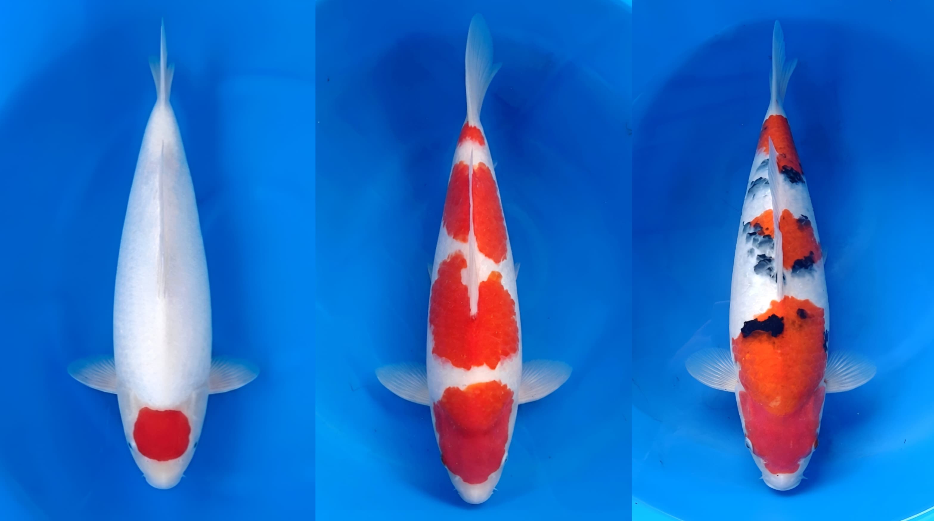 Lelang Koi Online, Jual Beli Ikan Koi, Pasar Koi Terbaik, Agen Lelang Koi, Penawaran Koi Berkualitas, Harga Jual Koi, Lelang Ikan Koi Import, Beli Koi Online, Jual Koi Murah, Koi Showroom, Penjual Koi Terpercaya, Lelang Koi Jakarta, Jual Koi Lokal, Koi Kualitas Unggul, Harga Terbaik Koi, Jual Koi Indukan, Lelang Ikan Hias Koi, Pasar Koi Indonesia, Beli Koi Berkualitas Tinggi, Koi Farm Terbesar, Jual Beli Koi Impor, Lelang Ikan Koi Kualitas Premium, Daftar Harga Koi Terbaru, Pusat Jual Beli Koi, Info Lelang Koi Hari Ini.