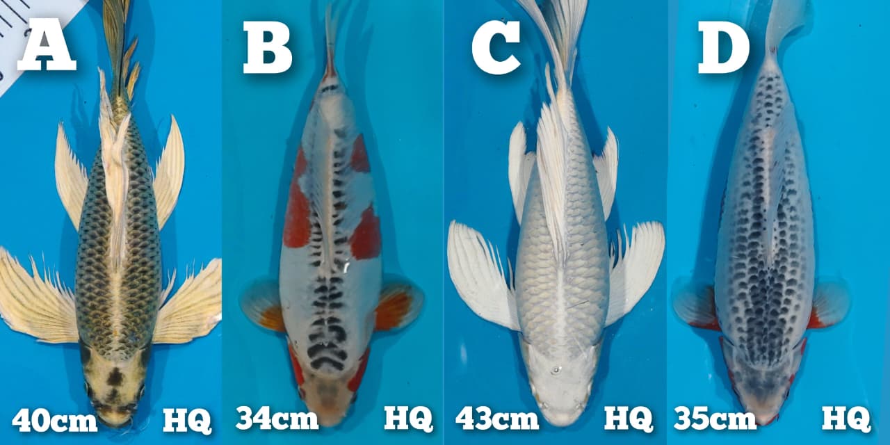 Lelang Koi Online, Jual Beli Ikan Koi, Pasar Koi Terbaik, Agen Lelang Koi, Penawaran Koi Berkualitas, Harga Jual Koi, Lelang Ikan Koi Import, Beli Koi Online, Jual Koi Murah, Koi Showroom, Penjual Koi Terpercaya, Lelang Koi Jakarta, Jual Koi Lokal, Koi Kualitas Unggul, Harga Terbaik Koi, Jual Koi Indukan, Lelang Ikan Hias Koi, Pasar Koi Indonesia, Beli Koi Berkualitas Tinggi, Koi Farm Terbesar, Jual Beli Koi Impor, Lelang Ikan Koi Kualitas Premium, Daftar Harga Koi Terbaru, Pusat Jual Beli Koi, Info Lelang Koi Hari Ini.