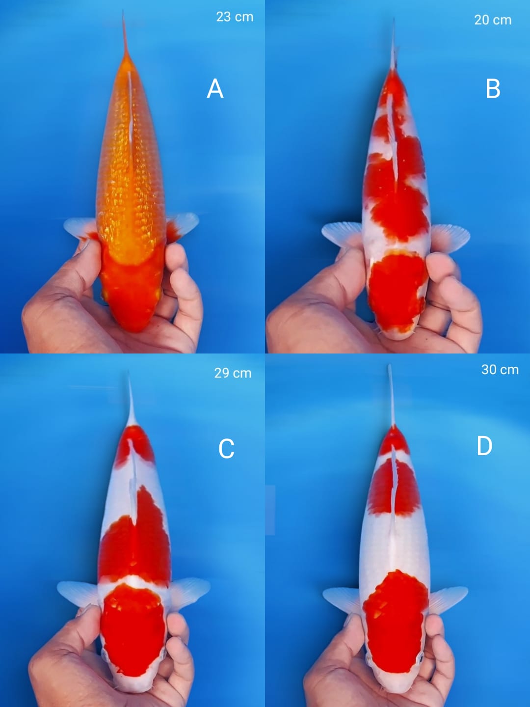 Lelang Koi Online, Jual Beli Ikan Koi, Pasar Koi Terbaik, Agen Lelang Koi, Penawaran Koi Berkualitas, Harga Jual Koi, Lelang Ikan Koi Import, Beli Koi Online, Jual Koi Murah, Koi Showroom, Penjual Koi Terpercaya, Lelang Koi Jakarta, Jual Koi Lokal, Koi Kualitas Unggul, Harga Terbaik Koi, Jual Koi Indukan, Lelang Ikan Hias Koi, Pasar Koi Indonesia, Beli Koi Berkualitas Tinggi, Koi Farm Terbesar, Jual Beli Koi Impor, Lelang Ikan Koi Kualitas Premium, Daftar Harga Koi Terbaru, Pusat Jual Beli Koi, Info Lelang Koi Hari Ini.