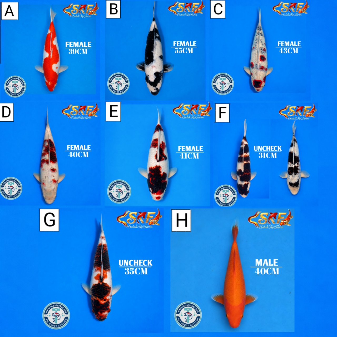 Lelang Koi Online, Jual Beli Ikan Koi, Pasar Koi Terbaik, Agen Lelang Koi, Penawaran Koi Berkualitas, Harga Jual Koi, Lelang Ikan Koi Import, Beli Koi Online, Jual Koi Murah, Koi Showroom, Penjual Koi Terpercaya, Lelang Koi Jakarta, Jual Koi Lokal, Koi Kualitas Unggul, Harga Terbaik Koi, Jual Koi Indukan, Lelang Ikan Hias Koi, Pasar Koi Indonesia, Beli Koi Berkualitas Tinggi, Koi Farm Terbesar, Jual Beli Koi Impor, Lelang Ikan Koi Kualitas Premium, Daftar Harga Koi Terbaru, Pusat Jual Beli Koi, Info Lelang Koi Hari Ini.