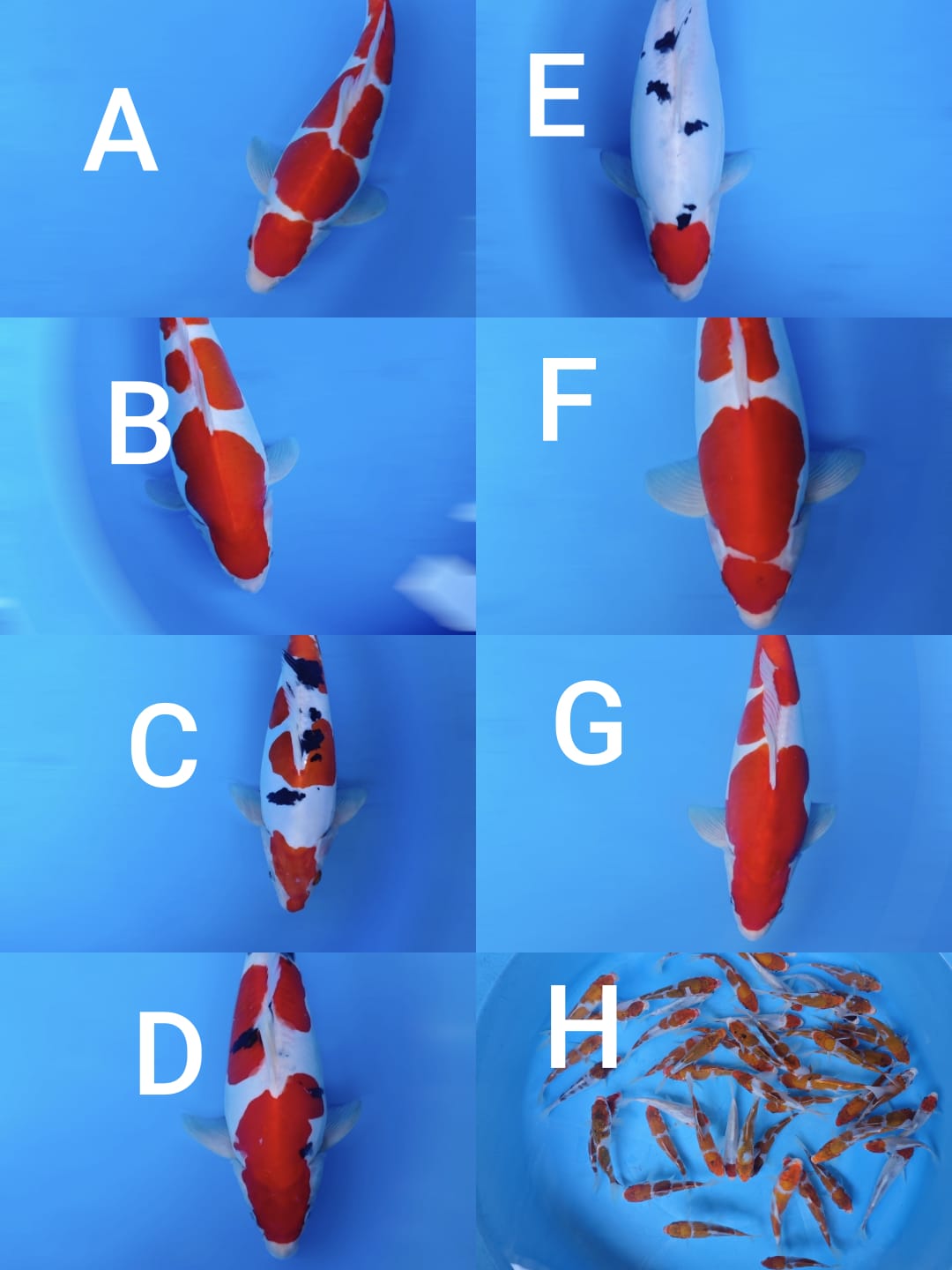 Lelang Koi Online, Jual Beli Ikan Koi, Pasar Koi Terbaik, Agen Lelang Koi, Penawaran Koi Berkualitas, Harga Jual Koi, Lelang Ikan Koi Import, Beli Koi Online, Jual Koi Murah, Koi Showroom, Penjual Koi Terpercaya, Lelang Koi Jakarta, Jual Koi Lokal, Koi Kualitas Unggul, Harga Terbaik Koi, Jual Koi Indukan, Lelang Ikan Hias Koi, Pasar Koi Indonesia, Beli Koi Berkualitas Tinggi, Koi Farm Terbesar, Jual Beli Koi Impor, Lelang Ikan Koi Kualitas Premium, Daftar Harga Koi Terbaru, Pusat Jual Beli Koi, Info Lelang Koi Hari Ini.