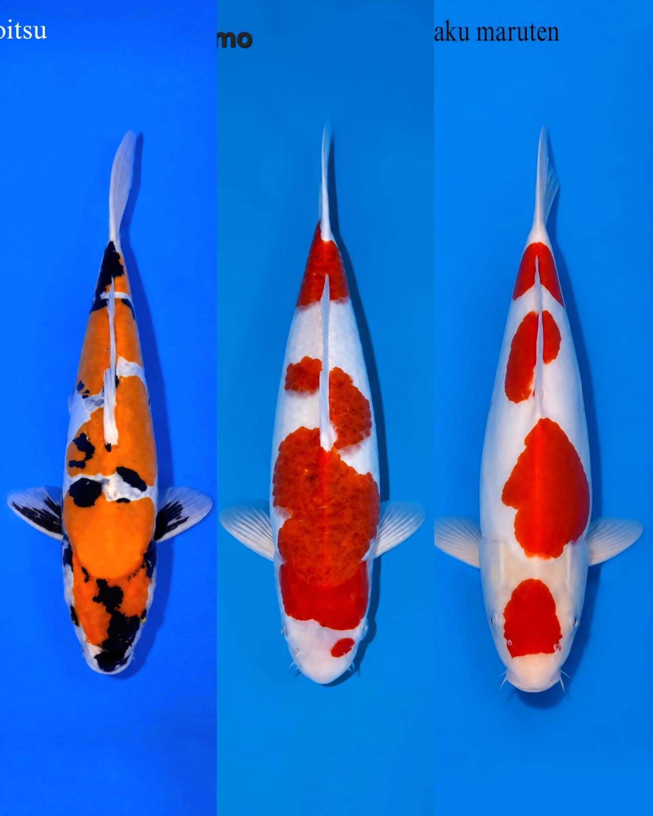 Lelang Koi Online, Jual Beli Ikan Koi, Pasar Koi Terbaik, Agen Lelang Koi, Penawaran Koi Berkualitas, Harga Jual Koi, Lelang Ikan Koi Import, Beli Koi Online, Jual Koi Murah, Koi Showroom, Penjual Koi Terpercaya, Lelang Koi Jakarta, Jual Koi Lokal, Koi Kualitas Unggul, Harga Terbaik Koi, Jual Koi Indukan, Lelang Ikan Hias Koi, Pasar Koi Indonesia, Beli Koi Berkualitas Tinggi, Koi Farm Terbesar, Jual Beli Koi Impor, Lelang Ikan Koi Kualitas Premium, Daftar Harga Koi Terbaru, Pusat Jual Beli Koi, Info Lelang Koi Hari Ini.
