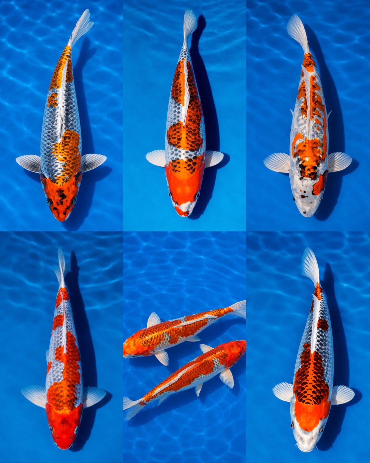 Lelang Koi Online, Jual Beli Ikan Koi, Pasar Koi Terbaik, Agen Lelang Koi, Penawaran Koi Berkualitas, Harga Jual Koi, Lelang Ikan Koi Import, Beli Koi Online, Jual Koi Murah, Koi Showroom, Penjual Koi Terpercaya, Lelang Koi Jakarta, Jual Koi Lokal, Koi Kualitas Unggul, Harga Terbaik Koi, Jual Koi Indukan, Lelang Ikan Hias Koi, Pasar Koi Indonesia, Beli Koi Berkualitas Tinggi, Koi Farm Terbesar, Jual Beli Koi Impor, Lelang Ikan Koi Kualitas Premium, Daftar Harga Koi Terbaru, Pusat Jual Beli Koi, Info Lelang Koi Hari Ini.