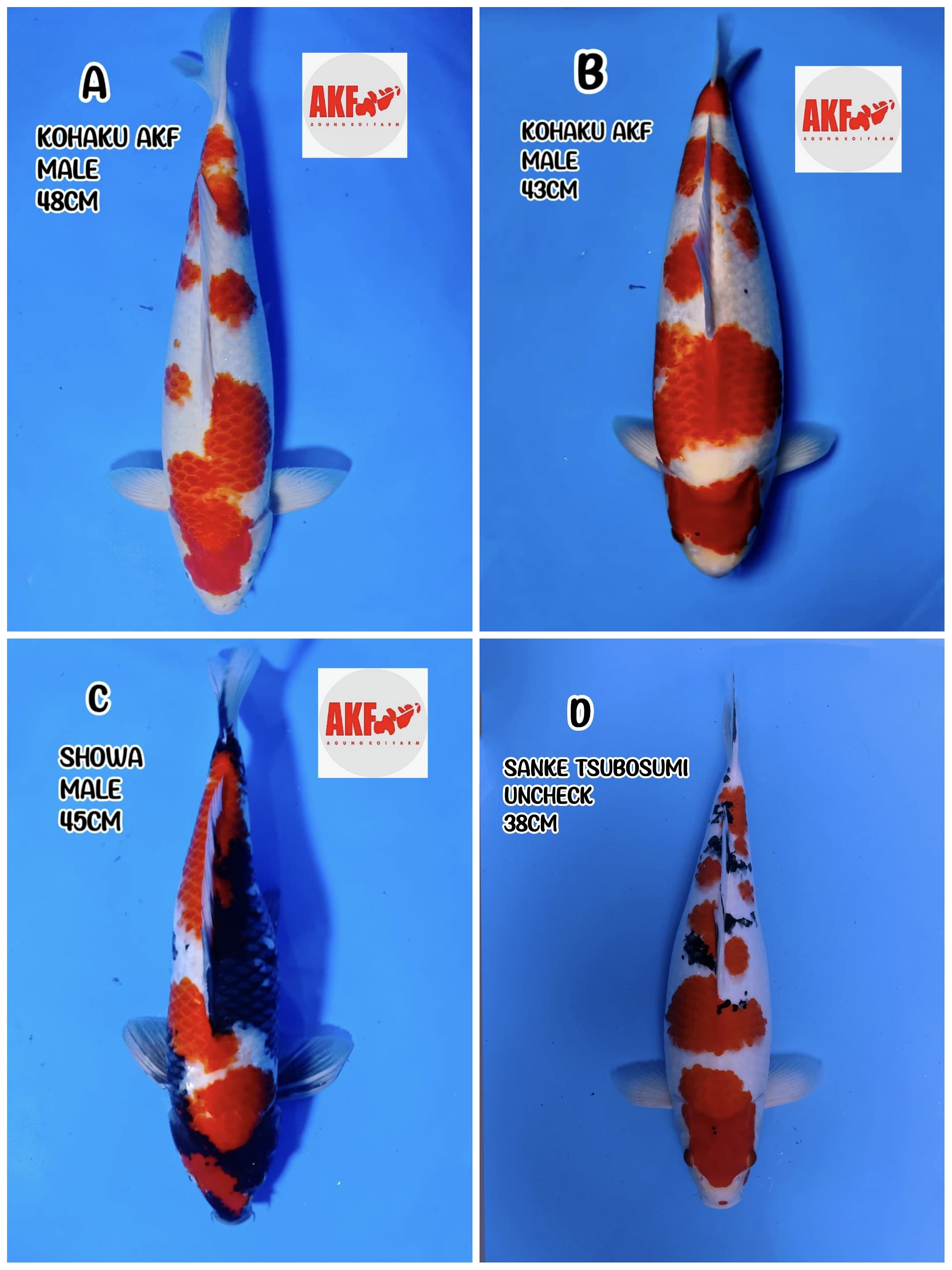 Lelang Koi Online, Jual Beli Ikan Koi, Pasar Koi Terbaik, Agen Lelang Koi, Penawaran Koi Berkualitas, Harga Jual Koi, Lelang Ikan Koi Import, Beli Koi Online, Jual Koi Murah, Koi Showroom, Penjual Koi Terpercaya, Lelang Koi Jakarta, Jual Koi Lokal, Koi Kualitas Unggul, Harga Terbaik Koi, Jual Koi Indukan, Lelang Ikan Hias Koi, Pasar Koi Indonesia, Beli Koi Berkualitas Tinggi, Koi Farm Terbesar, Jual Beli Koi Impor, Lelang Ikan Koi Kualitas Premium, Daftar Harga Koi Terbaru, Pusat Jual Beli Koi, Info Lelang Koi Hari Ini.