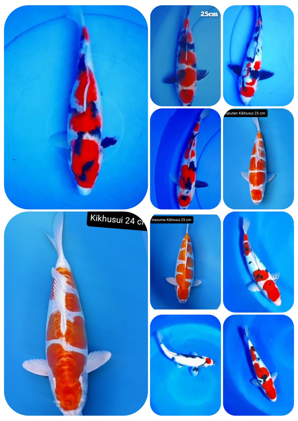 Lelang Koi Online, Jual Beli Ikan Koi, Pasar Koi Terbaik, Agen Lelang Koi, Penawaran Koi Berkualitas, Harga Jual Koi, Lelang Ikan Koi Import, Beli Koi Online, Jual Koi Murah, Koi Showroom, Penjual Koi Terpercaya, Lelang Koi Jakarta, Jual Koi Lokal, Koi Kualitas Unggul, Harga Terbaik Koi, Jual Koi Indukan, Lelang Ikan Hias Koi, Pasar Koi Indonesia, Beli Koi Berkualitas Tinggi, Koi Farm Terbesar, Jual Beli Koi Impor, Lelang Ikan Koi Kualitas Premium, Daftar Harga Koi Terbaru, Pusat Jual Beli Koi, Info Lelang Koi Hari Ini.