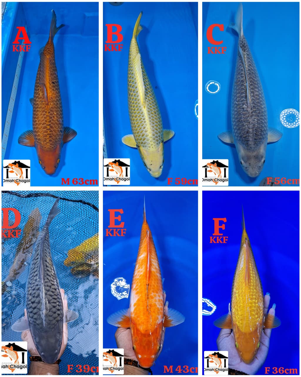 Lelang Koi Online, Jual Beli Ikan Koi, Pasar Koi Terbaik, Agen Lelang Koi, Penawaran Koi Berkualitas, Harga Jual Koi, Lelang Ikan Koi Import, Beli Koi Online, Jual Koi Murah, Koi Showroom, Penjual Koi Terpercaya, Lelang Koi Jakarta, Jual Koi Lokal, Koi Kualitas Unggul, Harga Terbaik Koi, Jual Koi Indukan, Lelang Ikan Hias Koi, Pasar Koi Indonesia, Beli Koi Berkualitas Tinggi, Koi Farm Terbesar, Jual Beli Koi Impor, Lelang Ikan Koi Kualitas Premium, Daftar Harga Koi Terbaru, Pusat Jual Beli Koi, Info Lelang Koi Hari Ini.